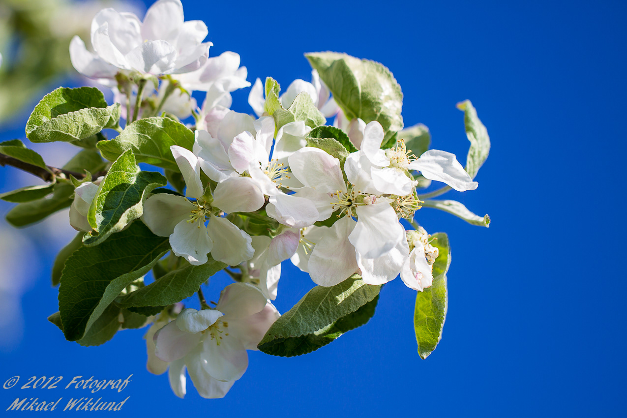 Canon 7D