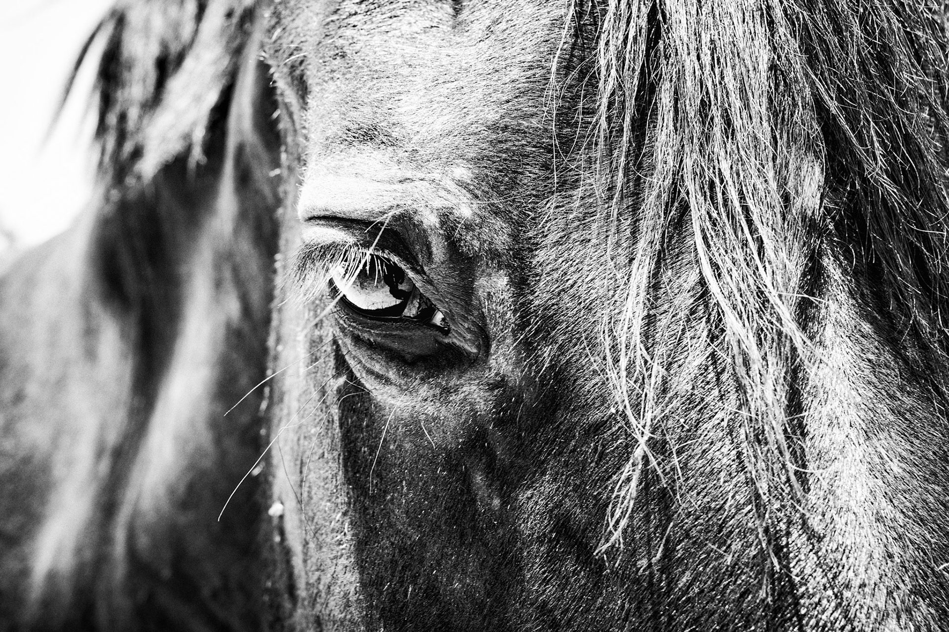Riding Horse Pacho