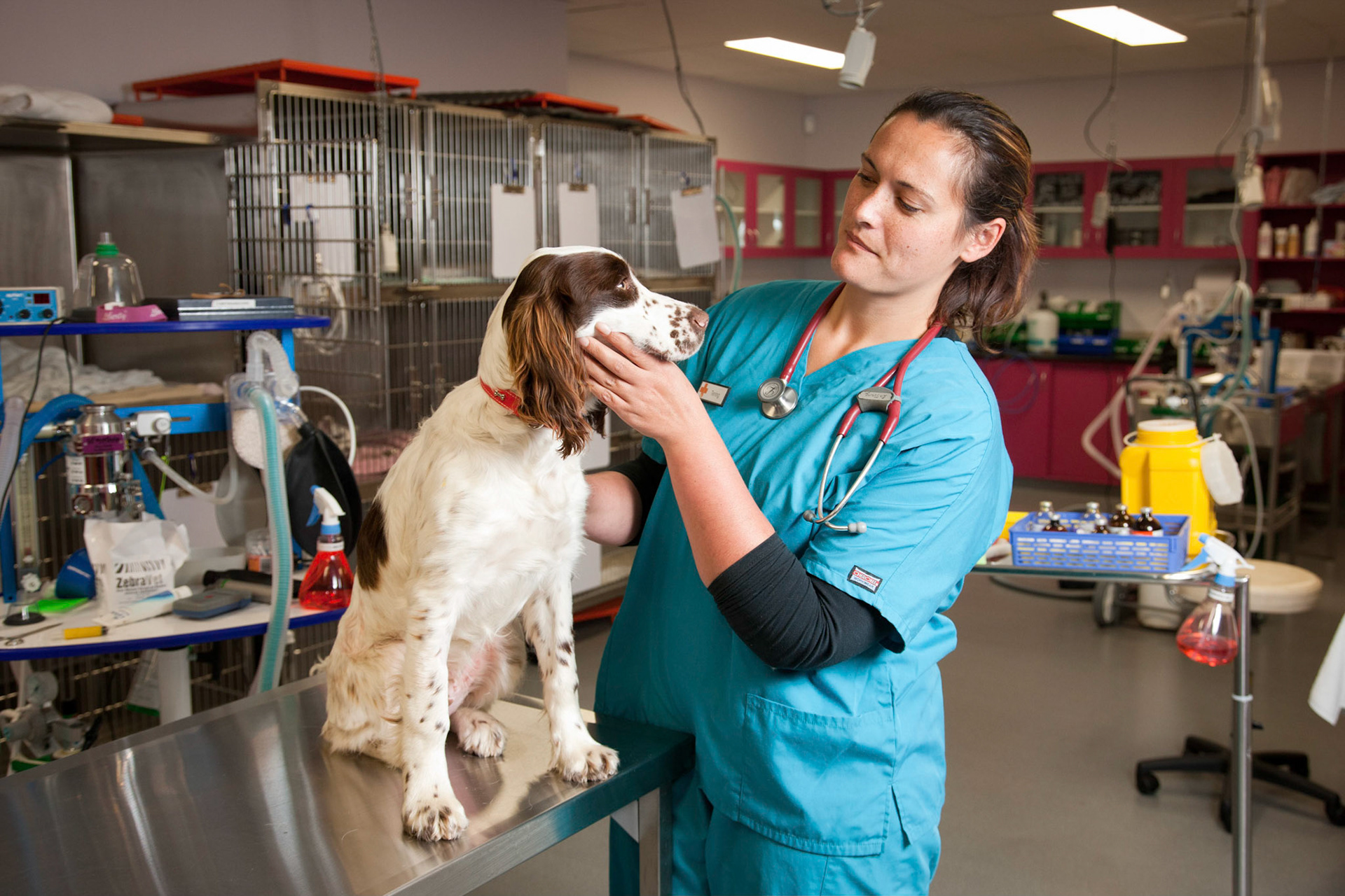 Dr Tering Davies a vet at the Hobart Community Veterinary Hospital.                        2011