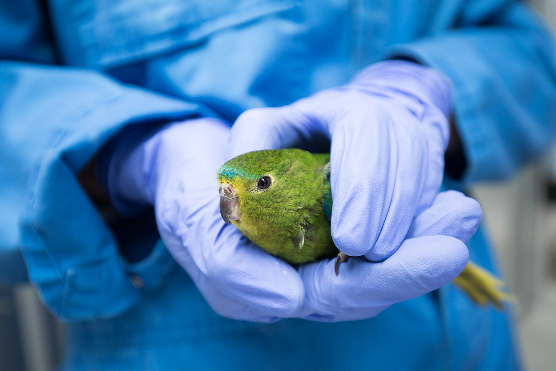 Banding of Orange-bellied Parrots as part of the Tasmanian Governments role in efforts to grow the population of the endangered species.