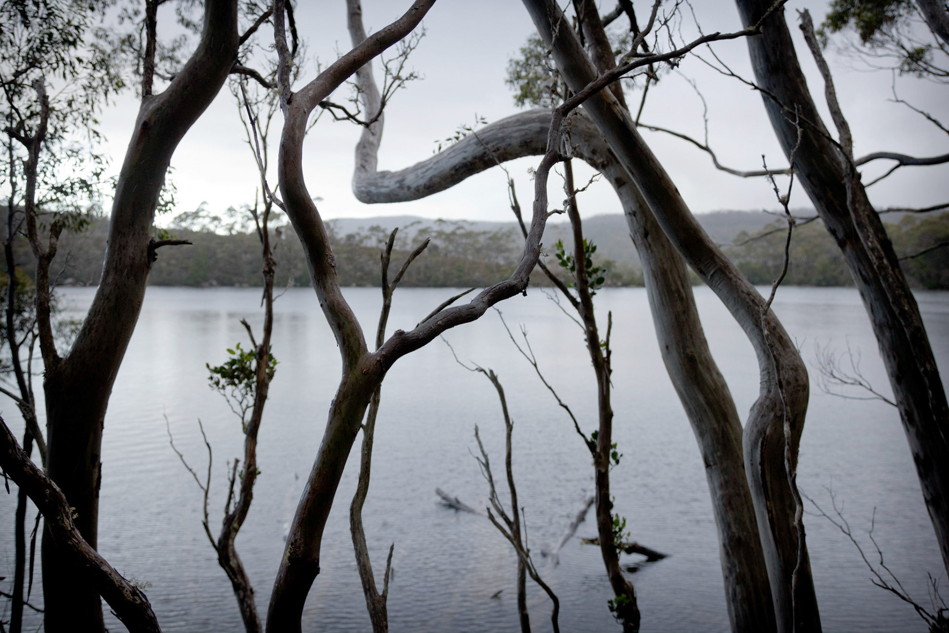 Mt Field, Tasmania Jan 2011Picture by Peter Mathew
