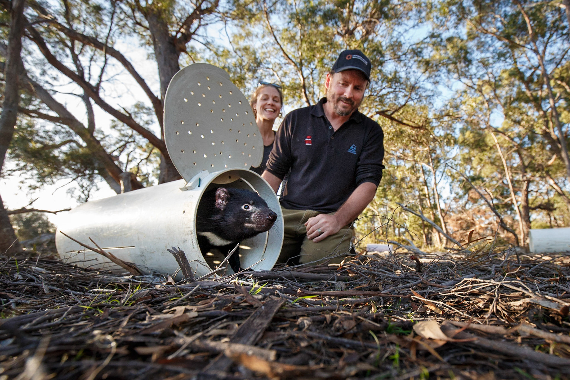 Save the Tasmanian Devil Program (STDP)  release of Tasmanian devils on Maria Island.31/10/2017
