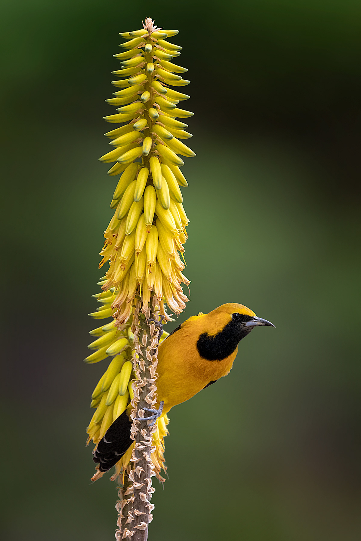 Hooded Oriole