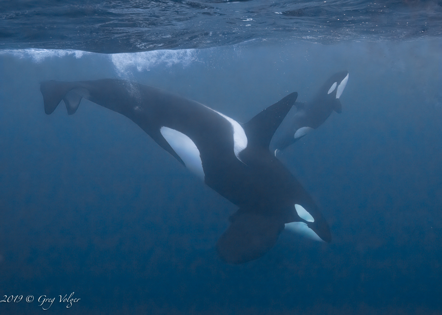 Orcas