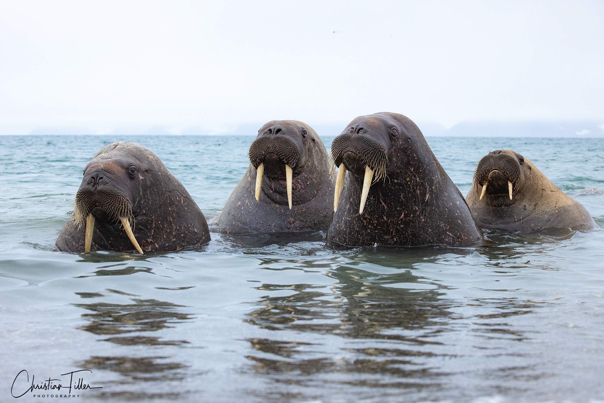 Walrus 03