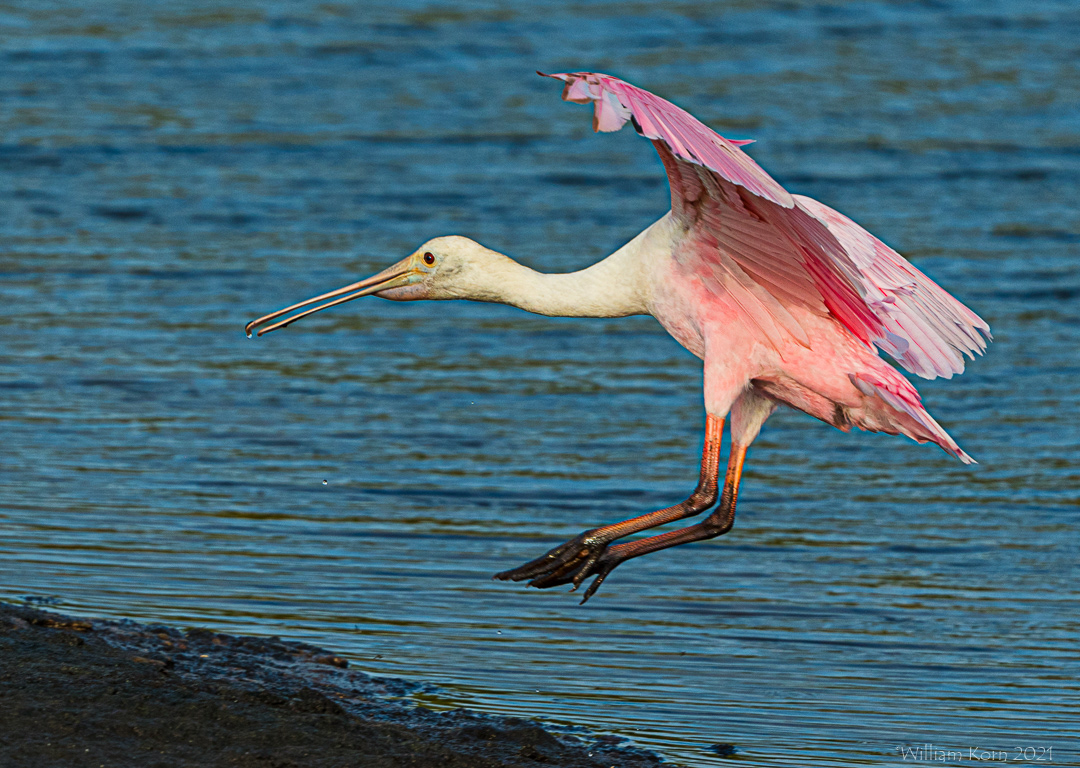 Roseate Spoonbill Landing