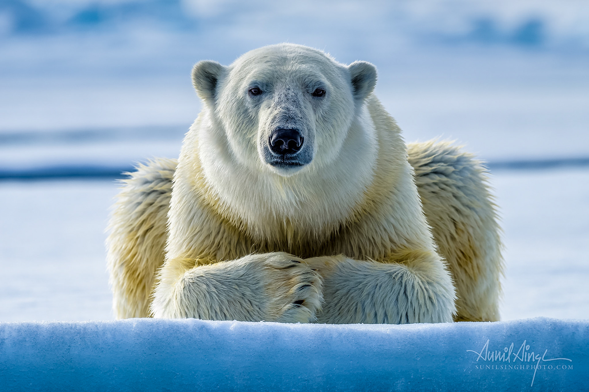 Polar Bear, Svalbard