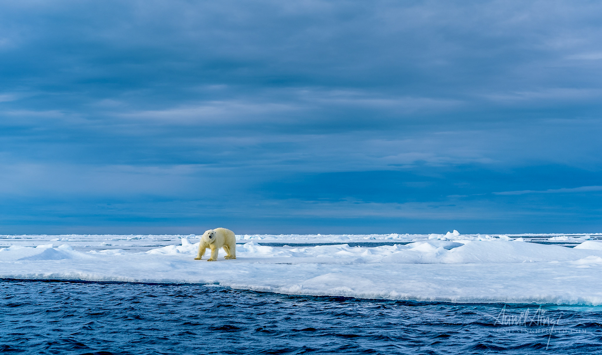 Polar Bear, Svalbard