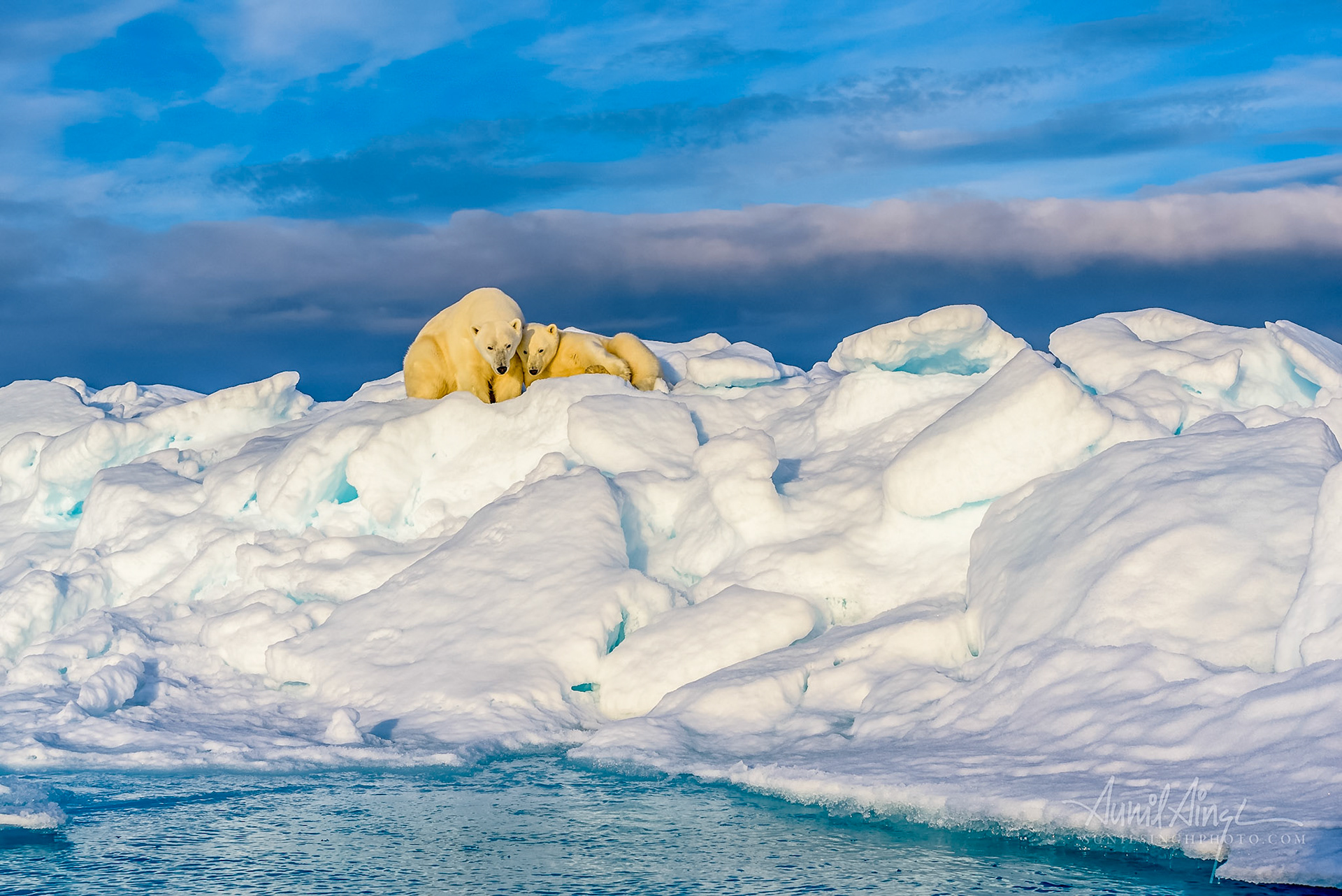 Polar Bear mother and cub, Svalbard