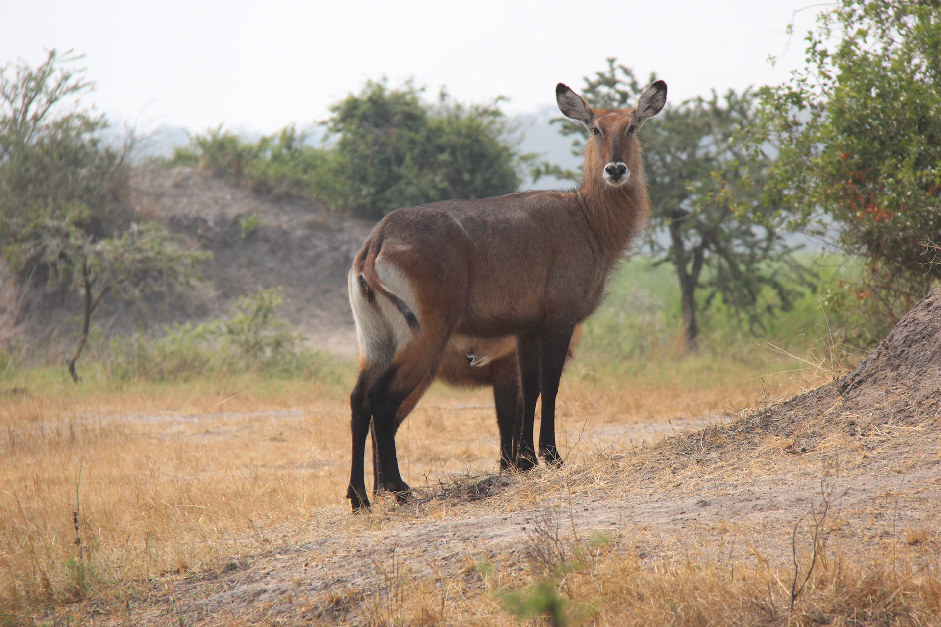 Hidden treasure, Akagera National Park, Rwanda