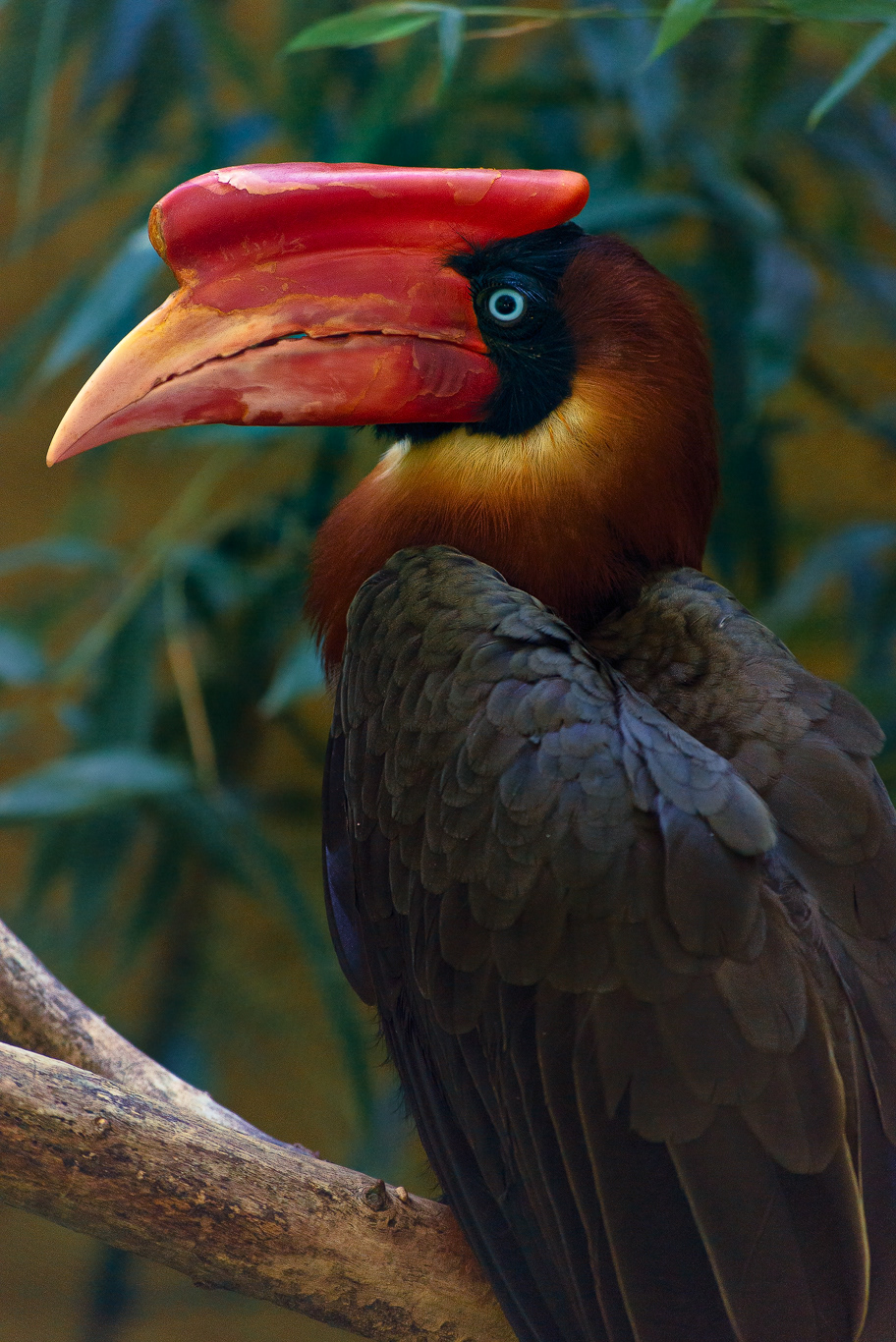 Bucero delle Filippine (Buceros hydrocorax)