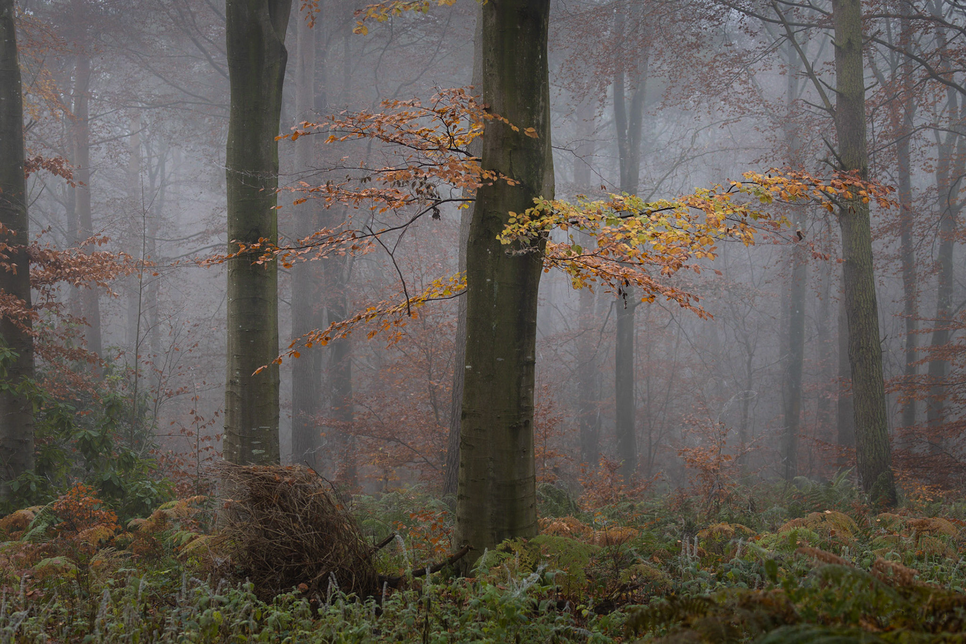Edenhall woods