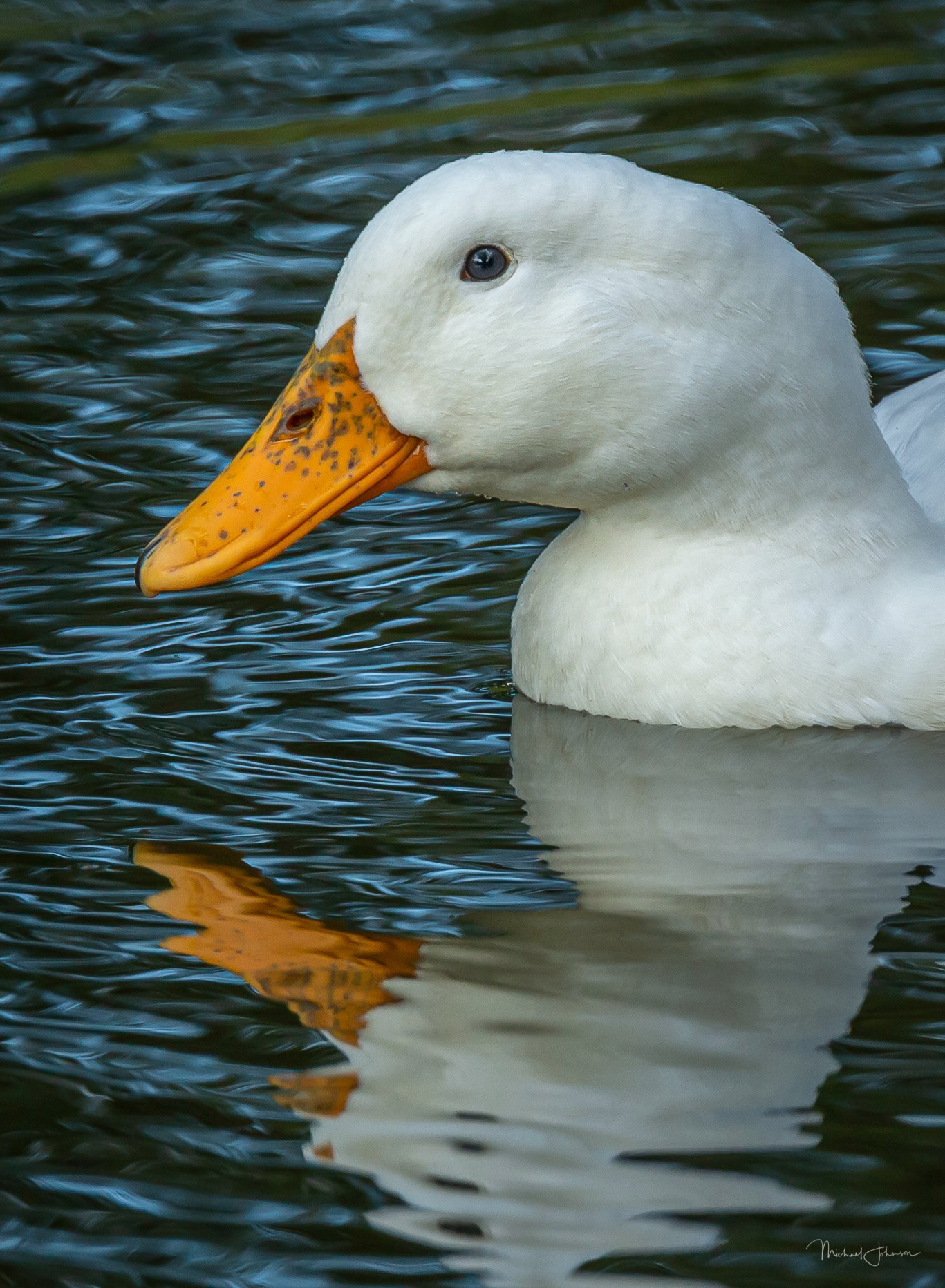 Aflac Duck
