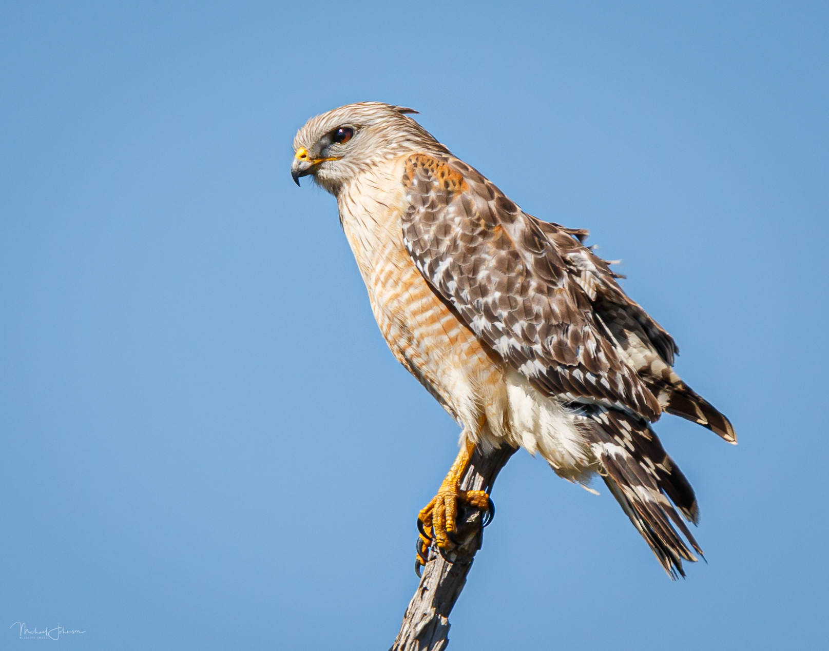 Red-shouldered Hawk