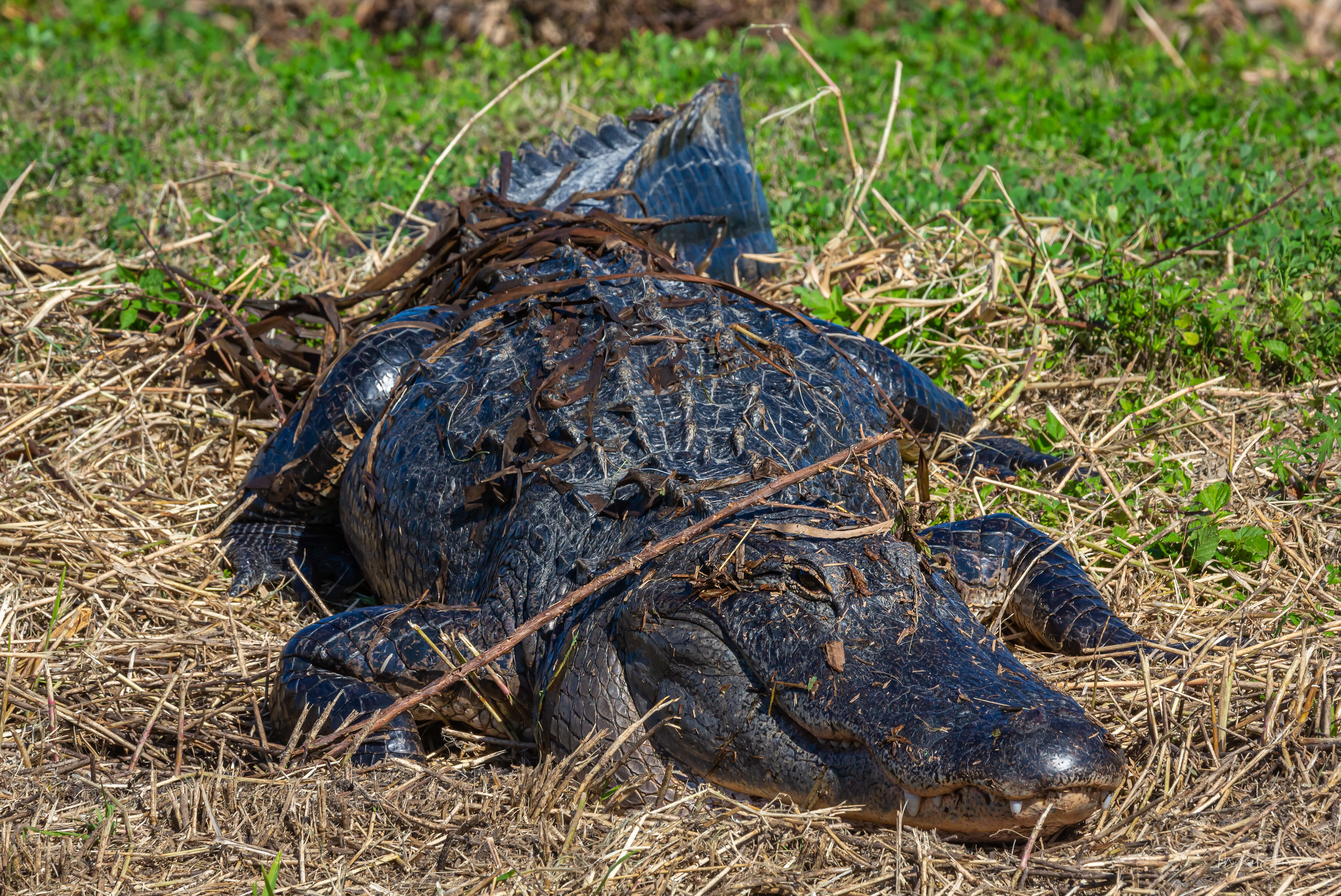 American Alligator