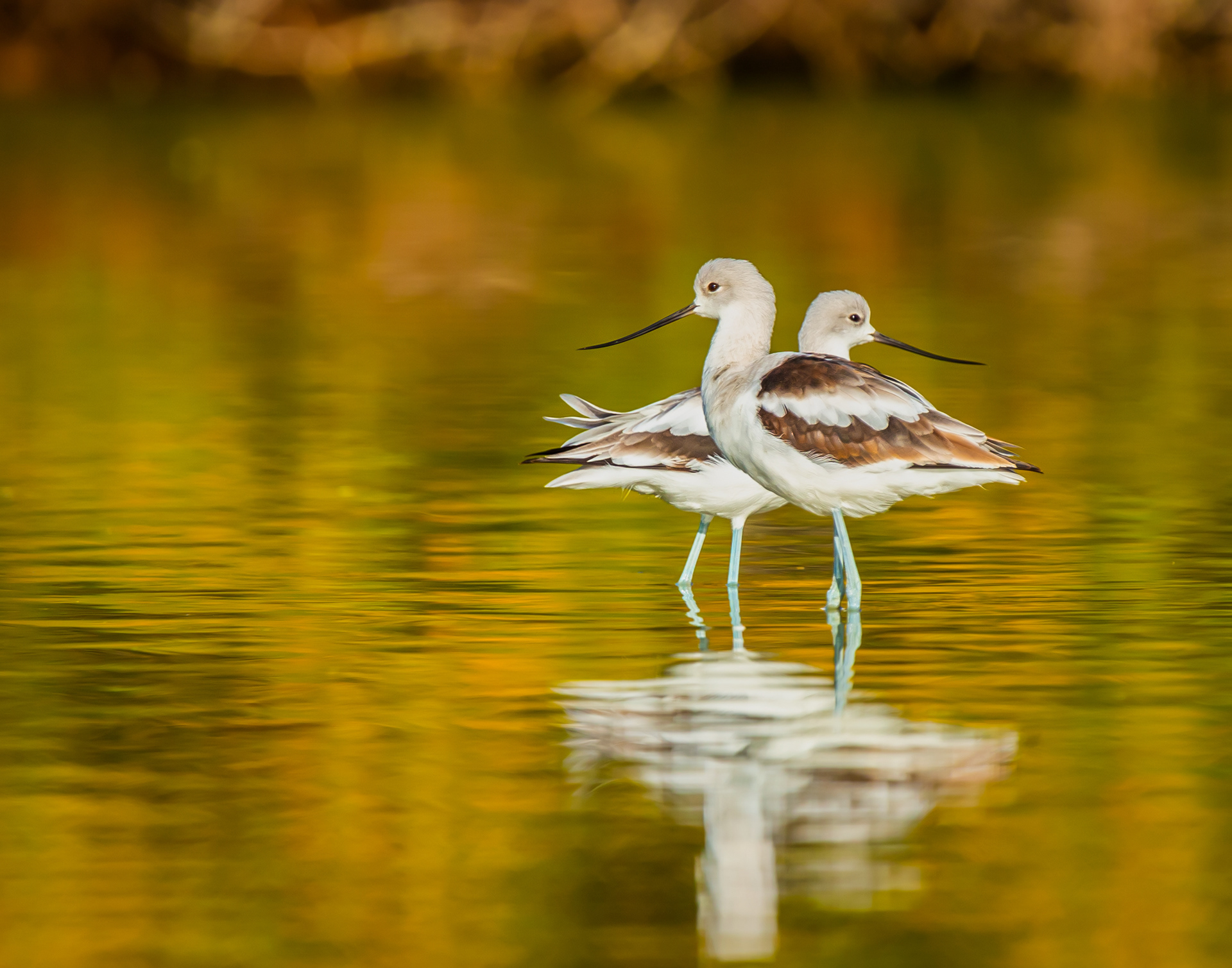 American Avocet