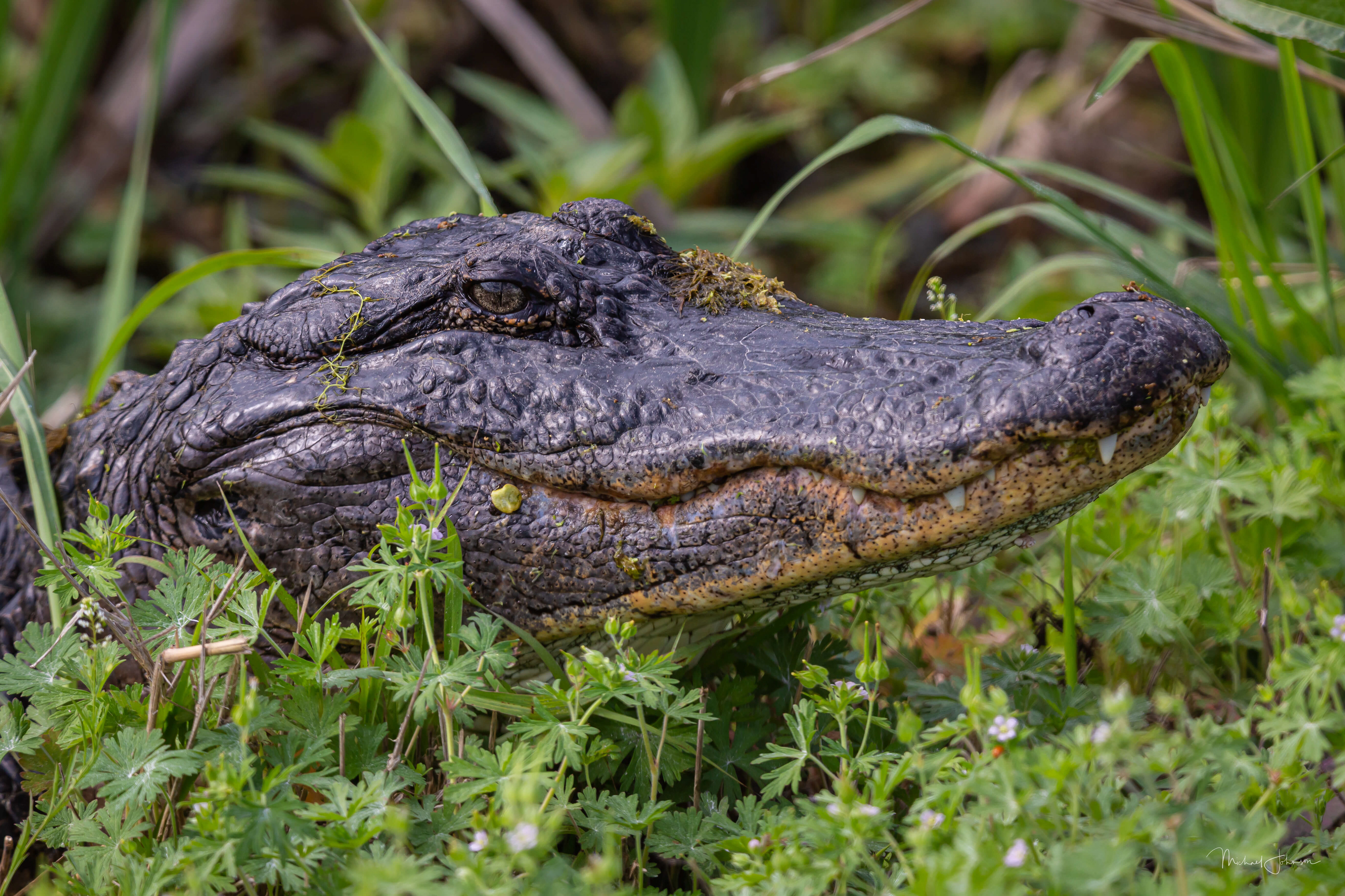 American Alligator