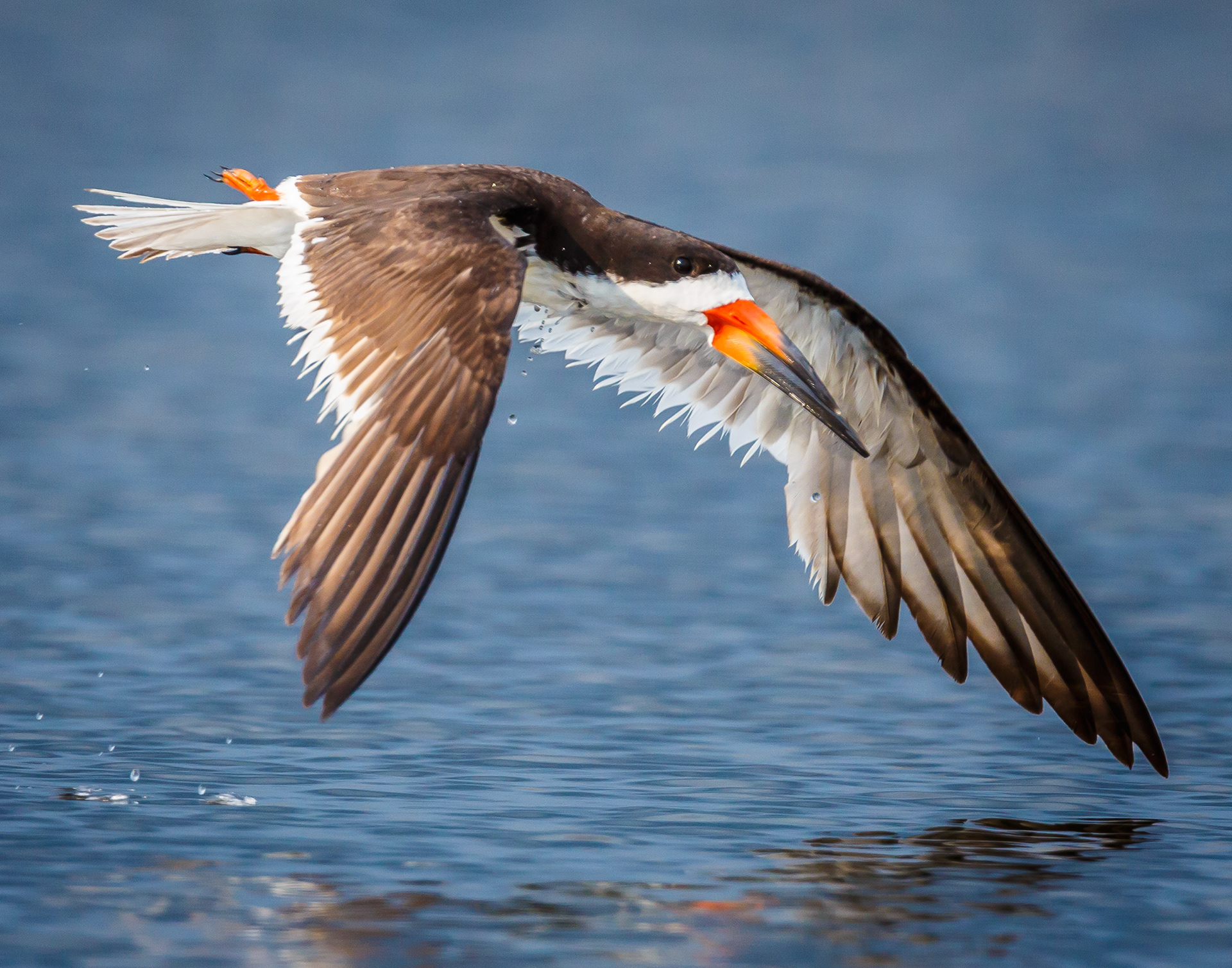 Black Skimmer