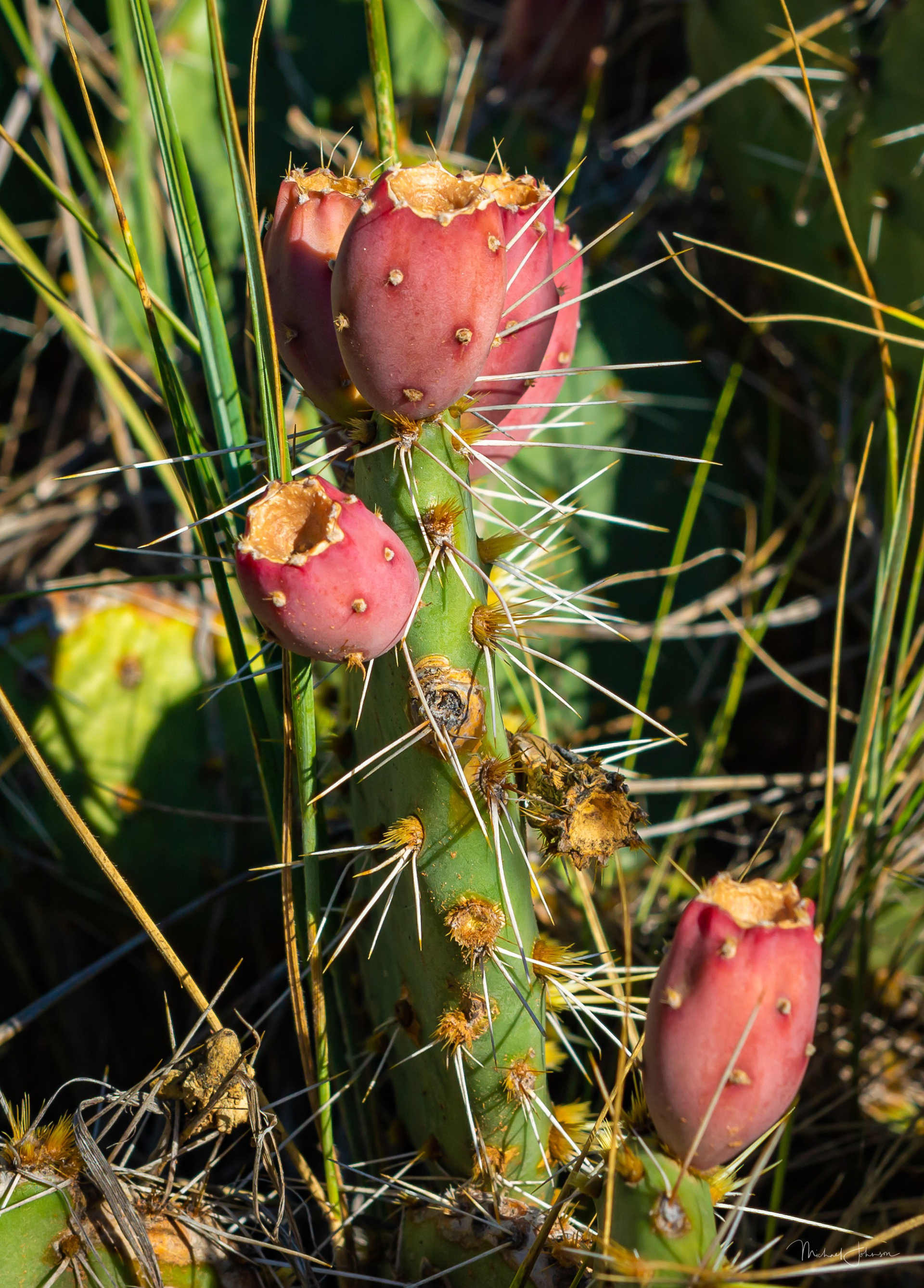 Prickly Pear