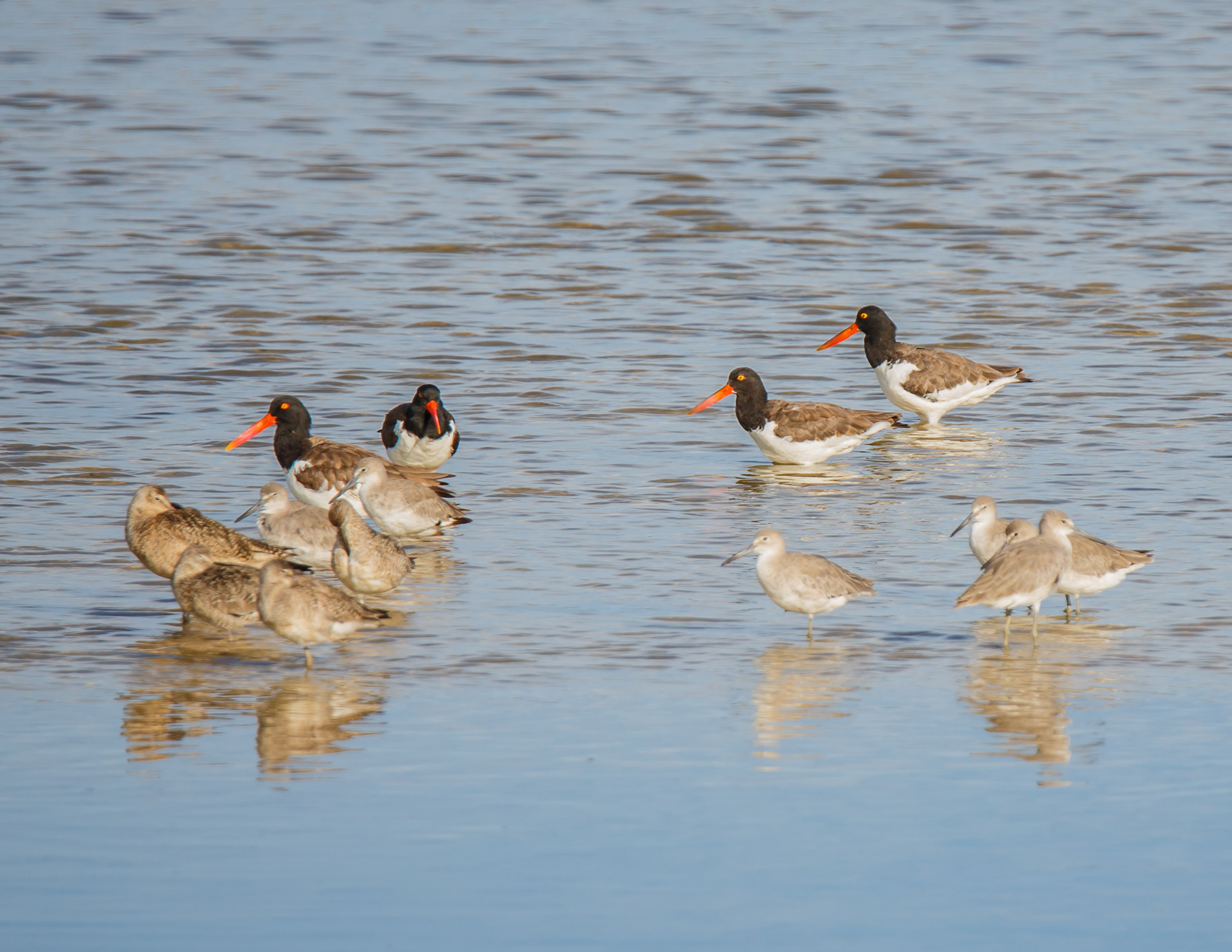 American Oystercatcher