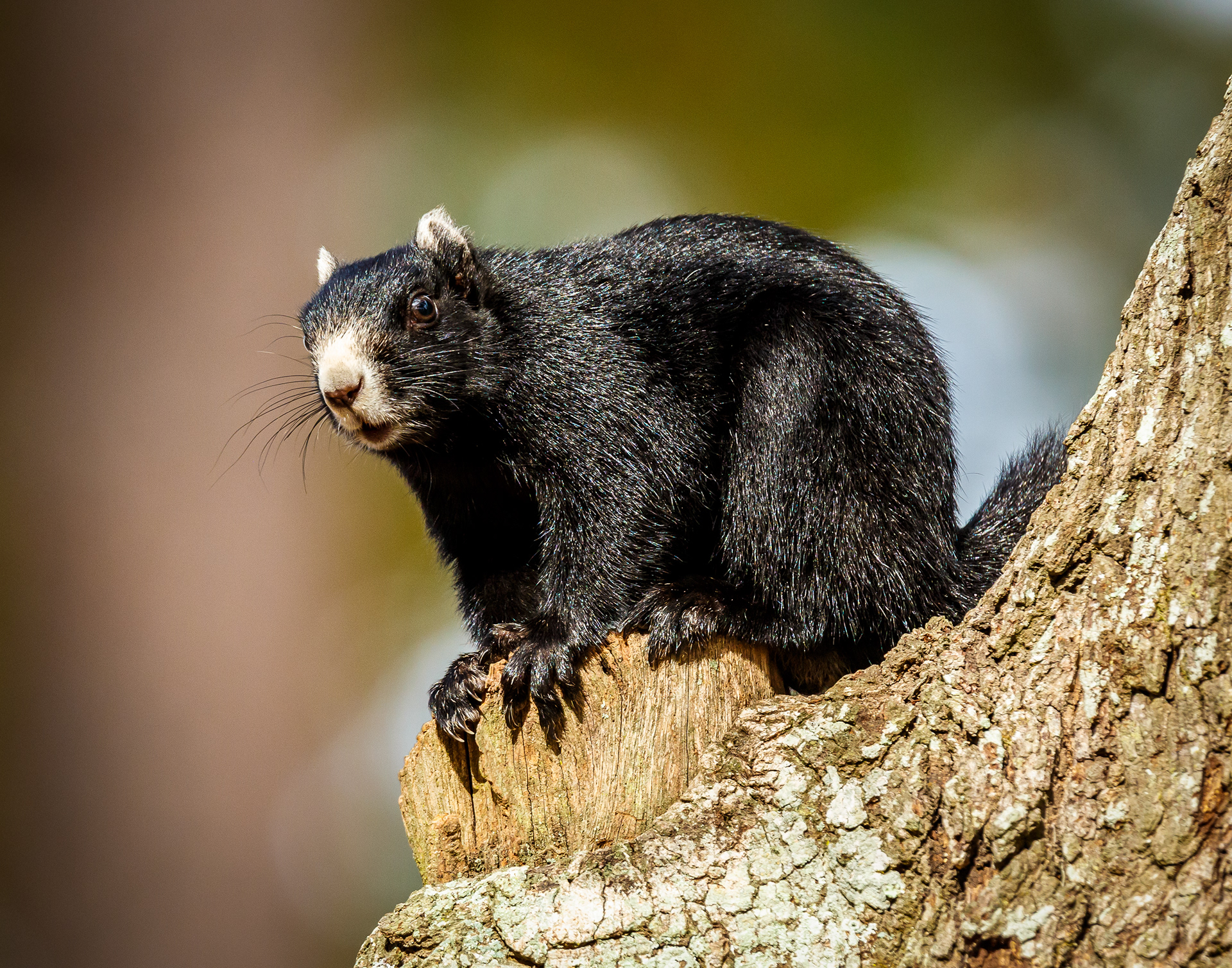 Black Eox Squirrel