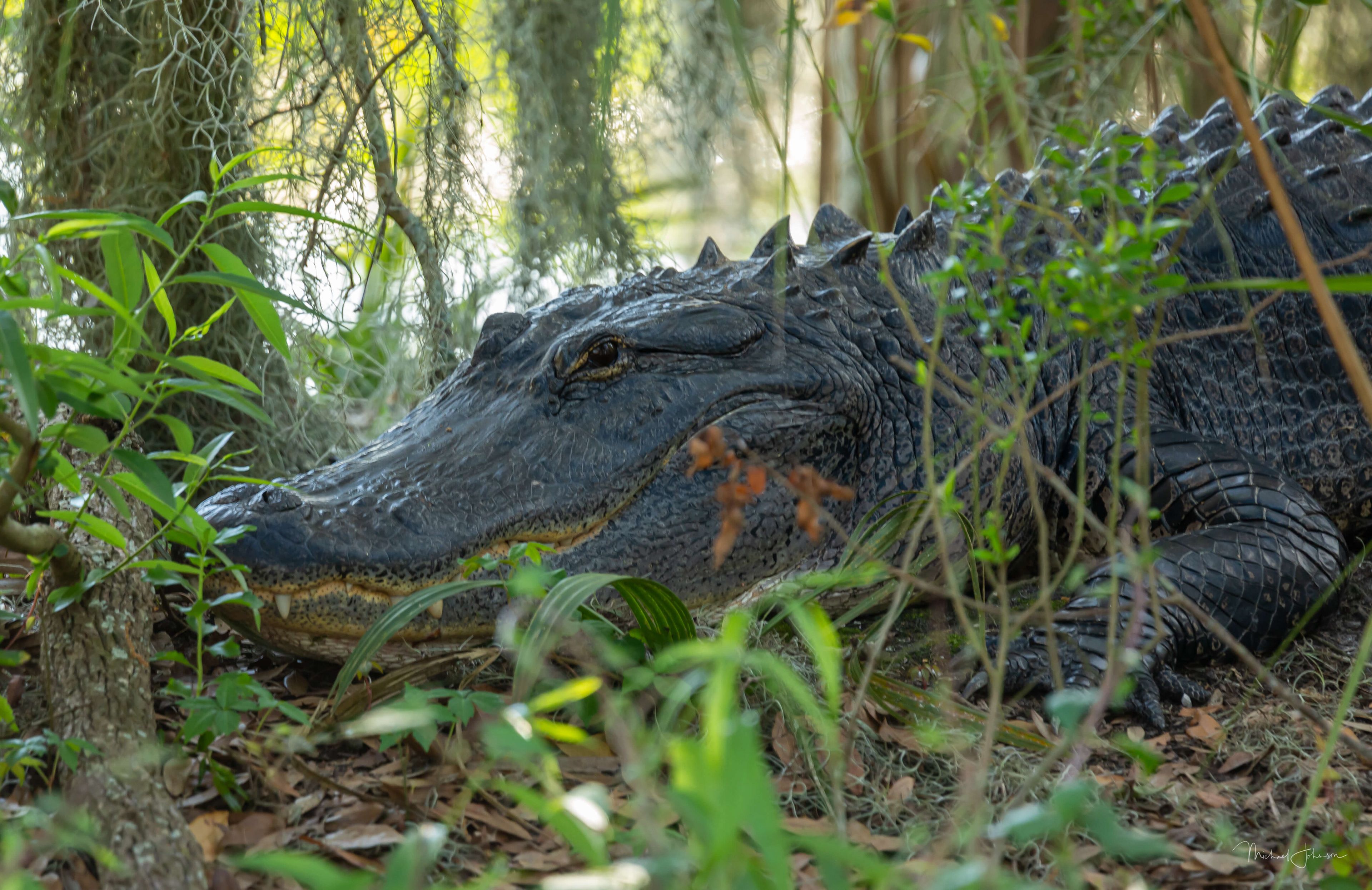 American Alligator