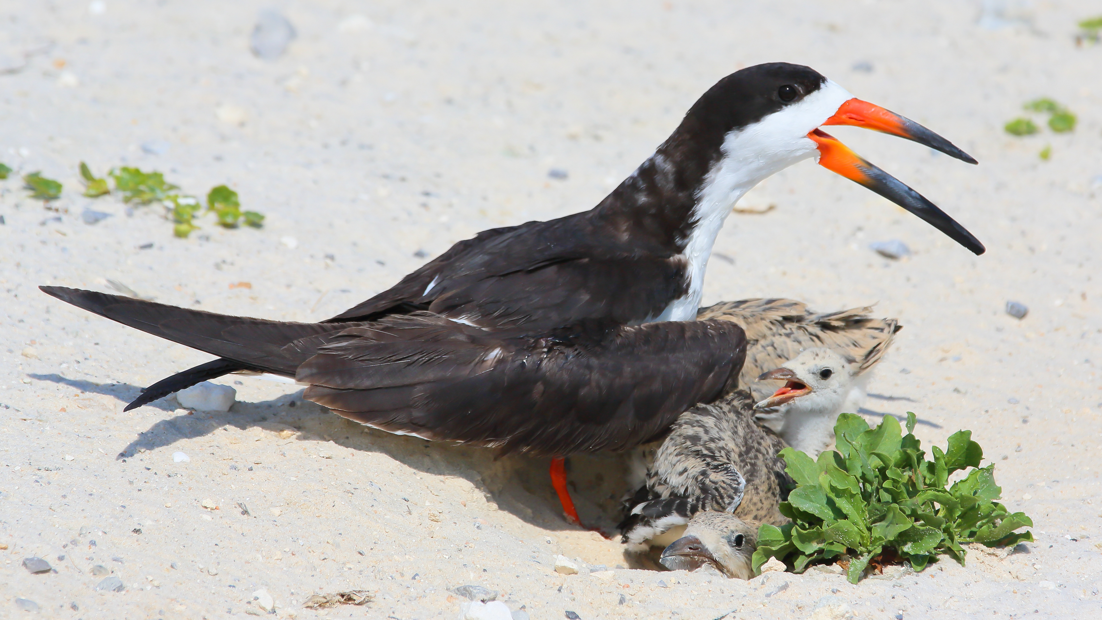 Black Skimmer