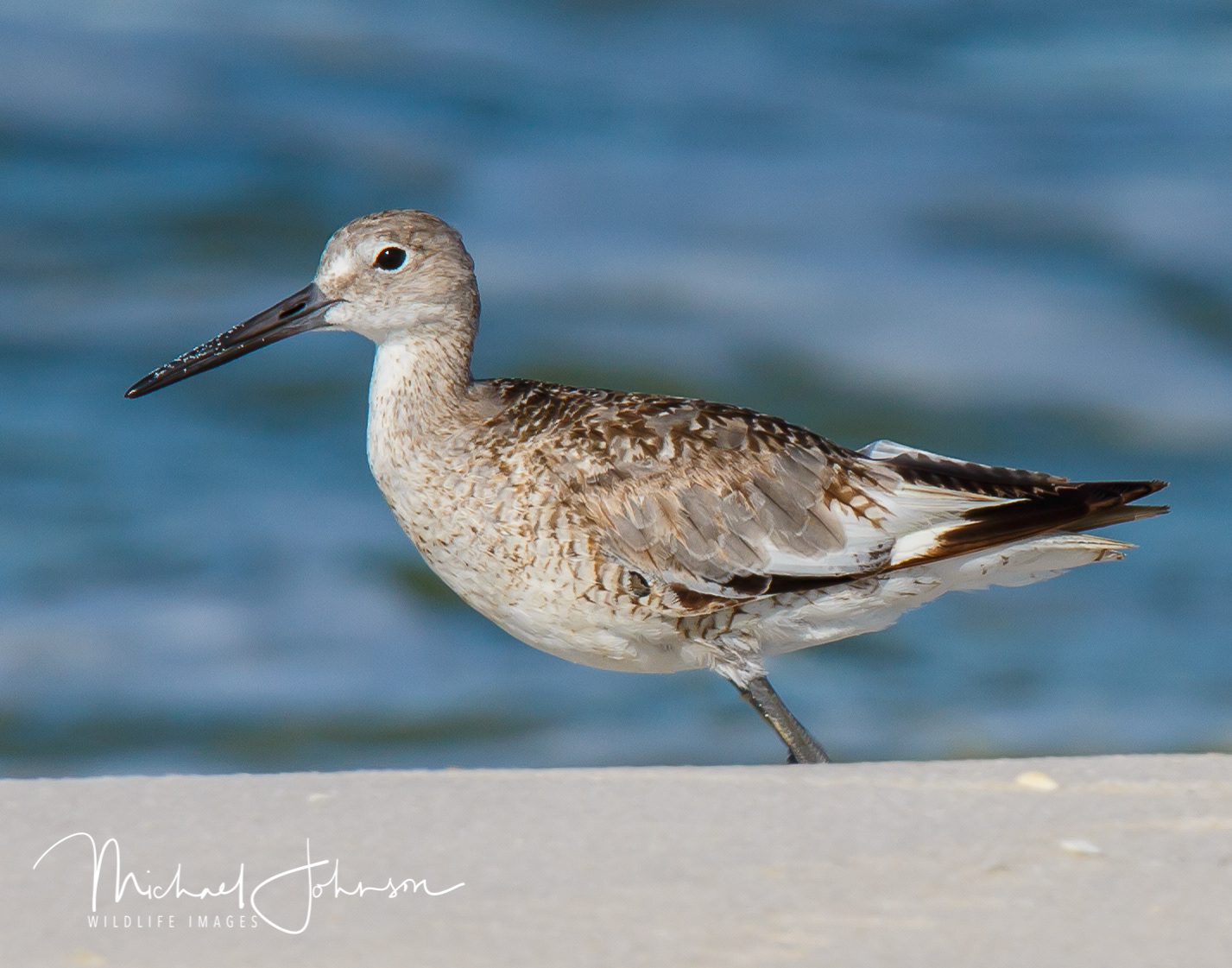 Willet