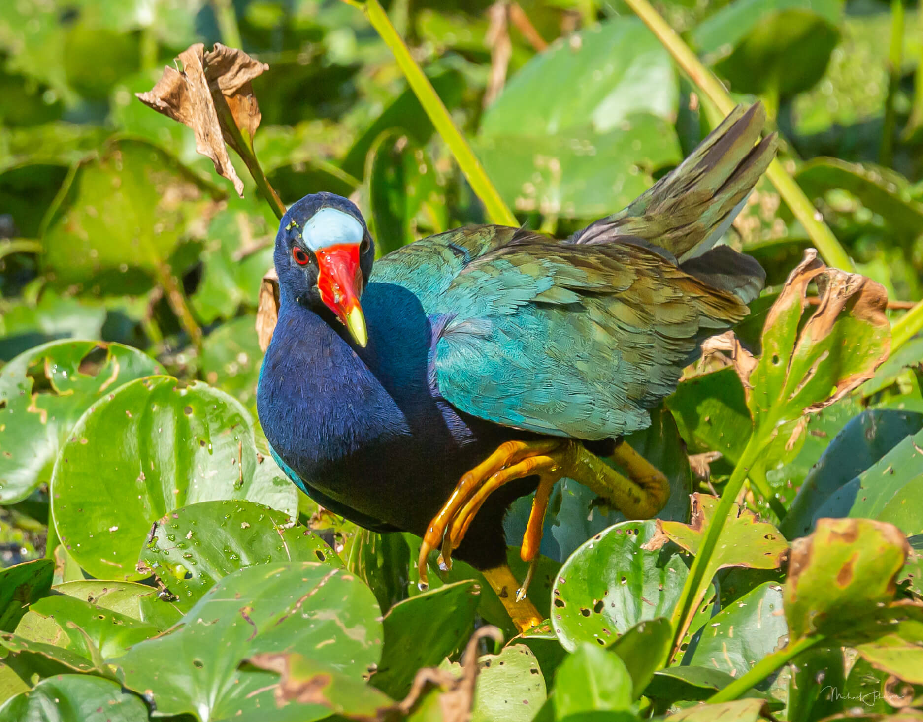 Purple Gallinule