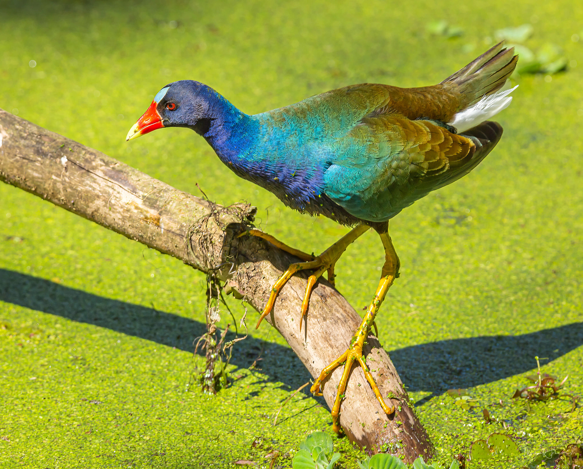 Purple Gallinule