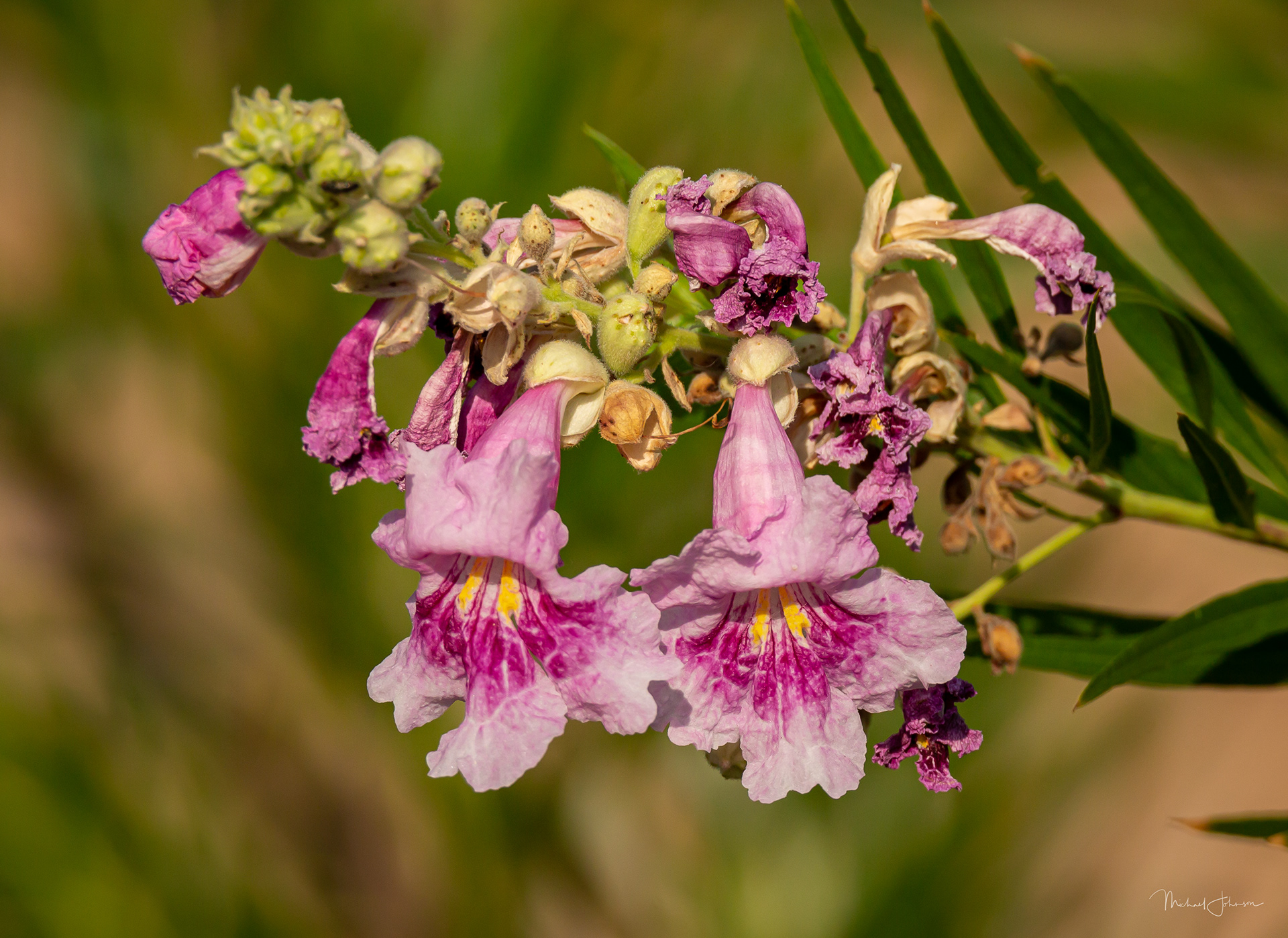 Local Plant