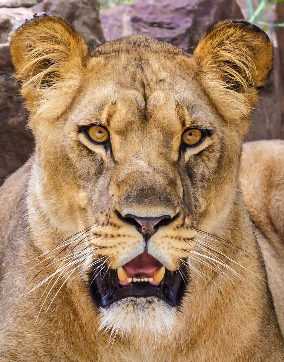 Lioness