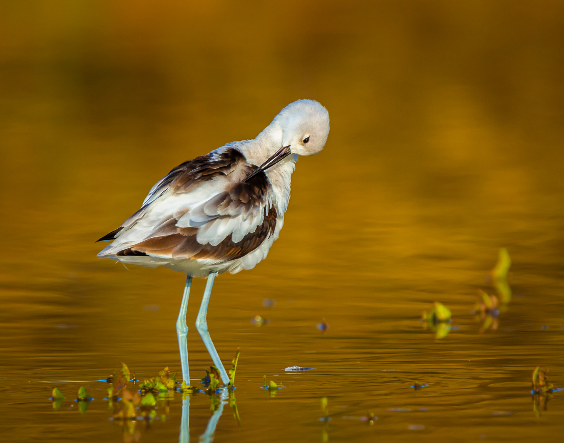 American Avocet