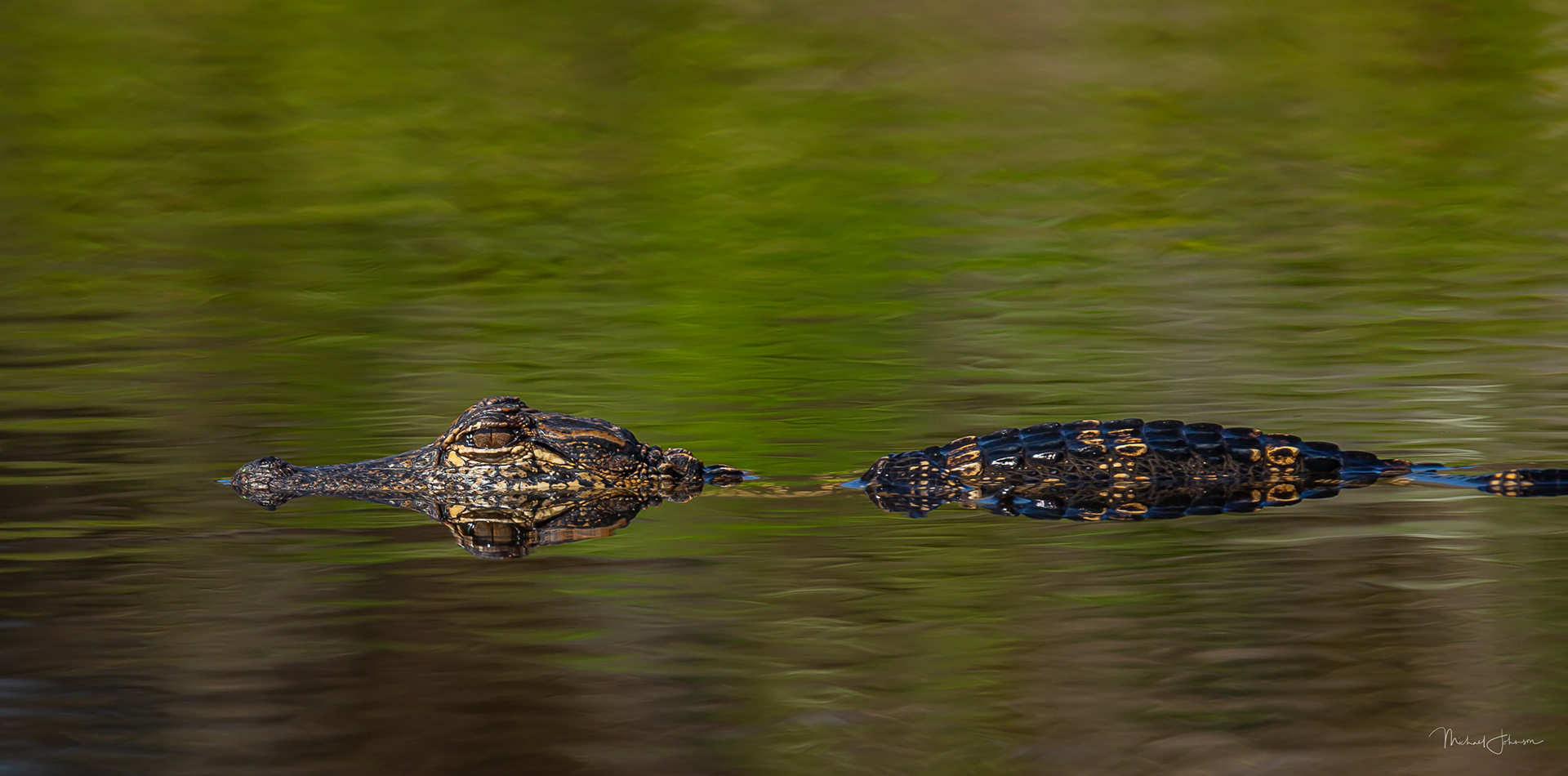 American Alligator