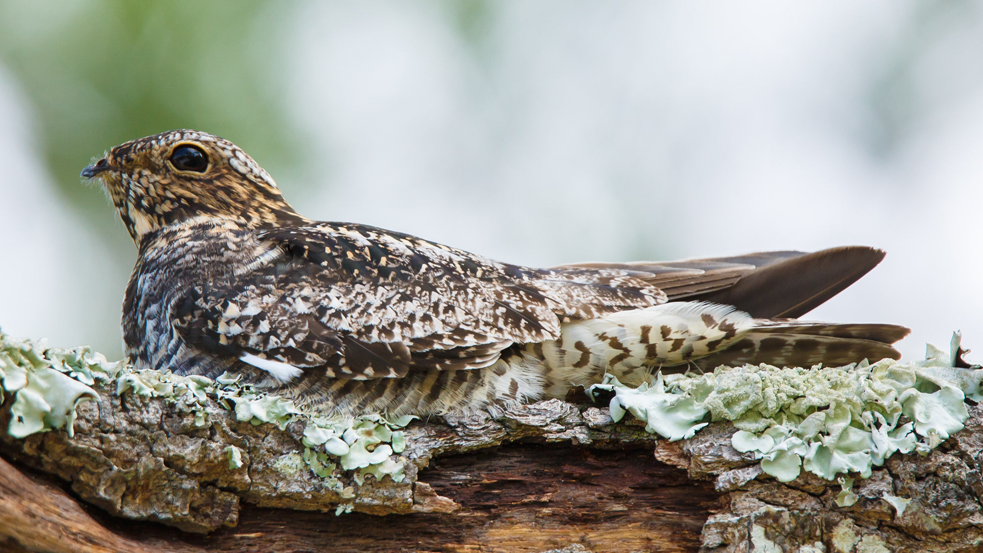 Common Nighthawk