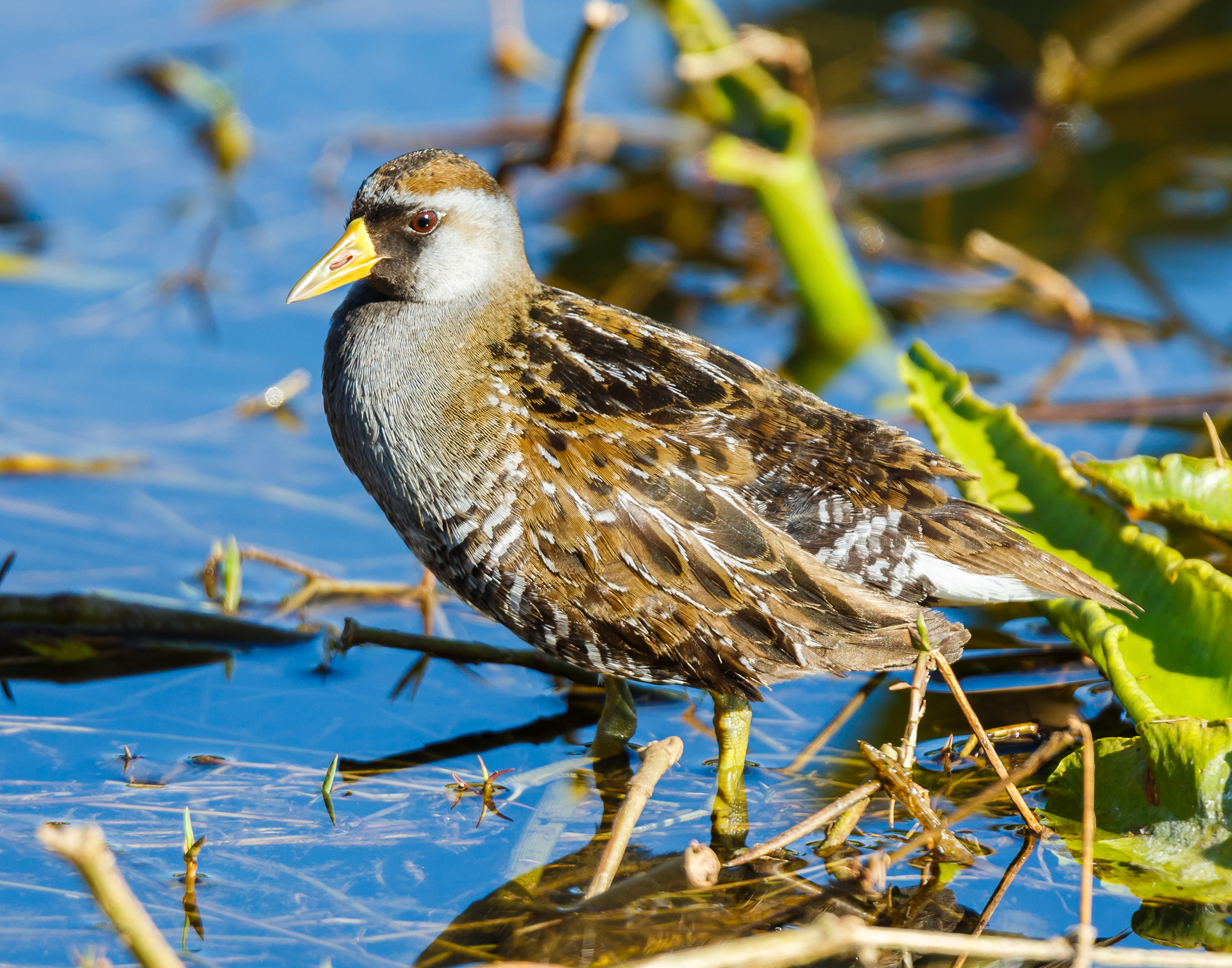 Sora