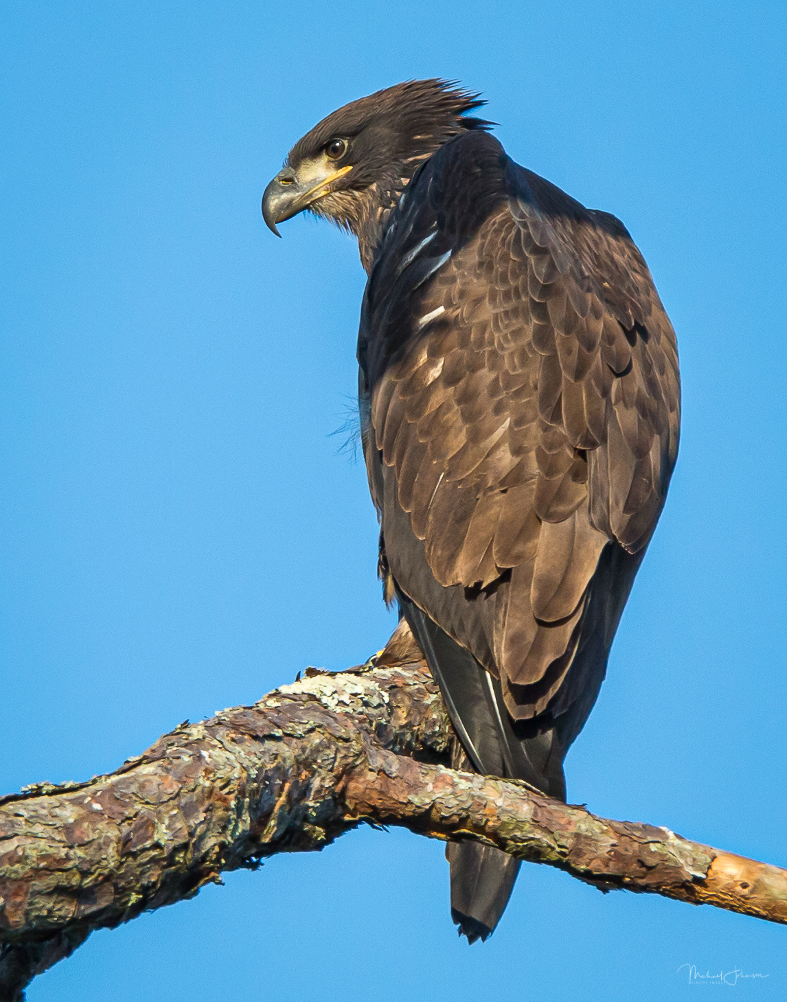 Bald Eagle - Juvenile