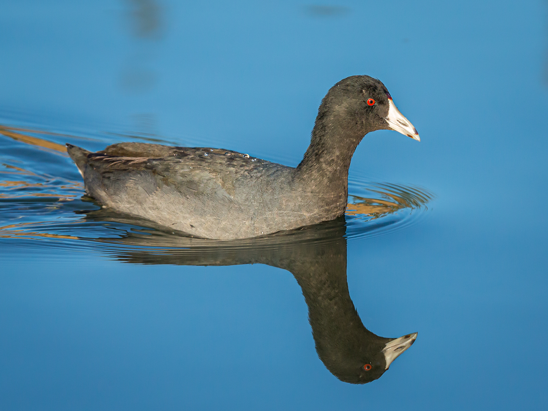 American Coot