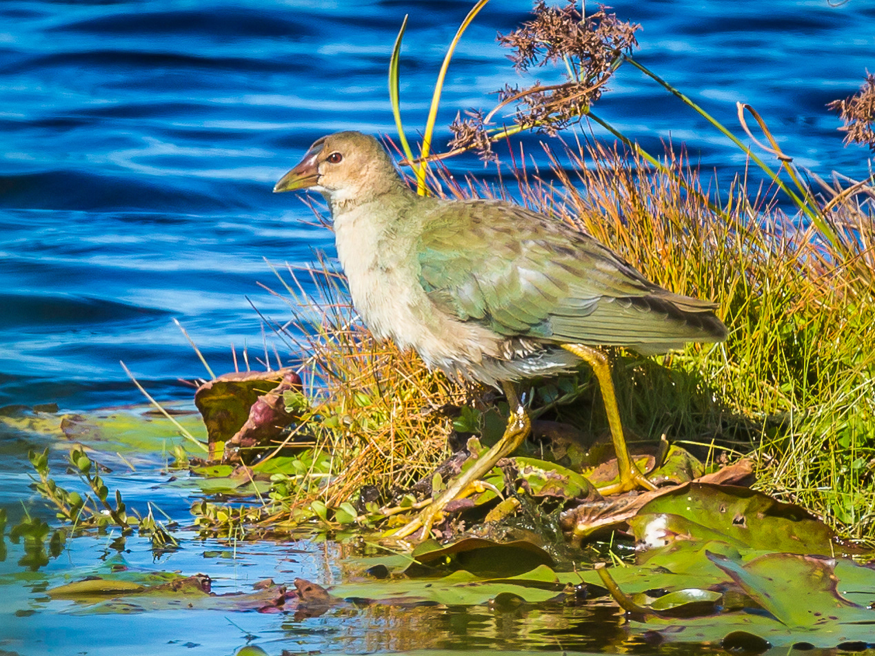 Purple Gallinule Juvenile