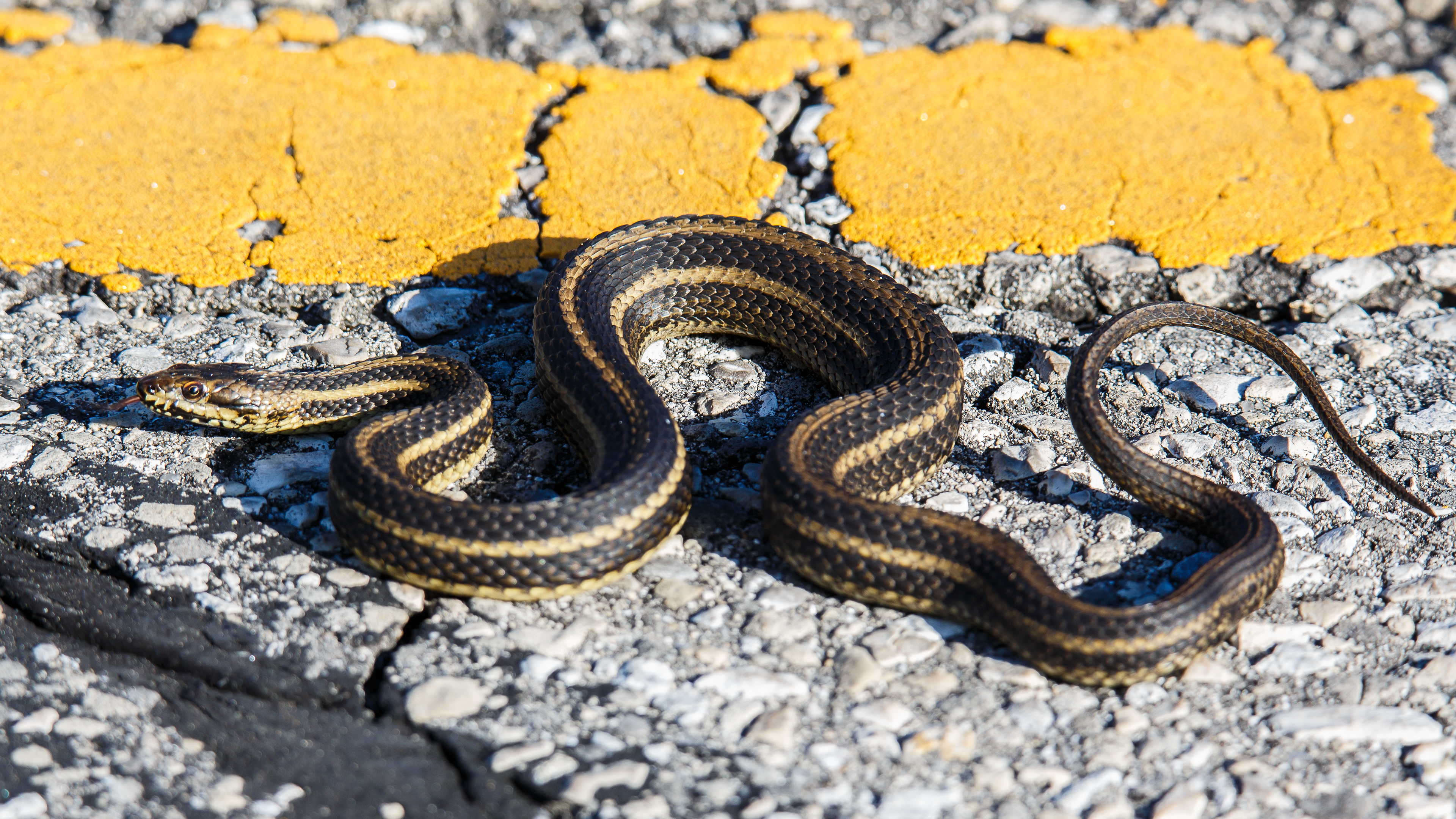 Eastern Ribbon Snake