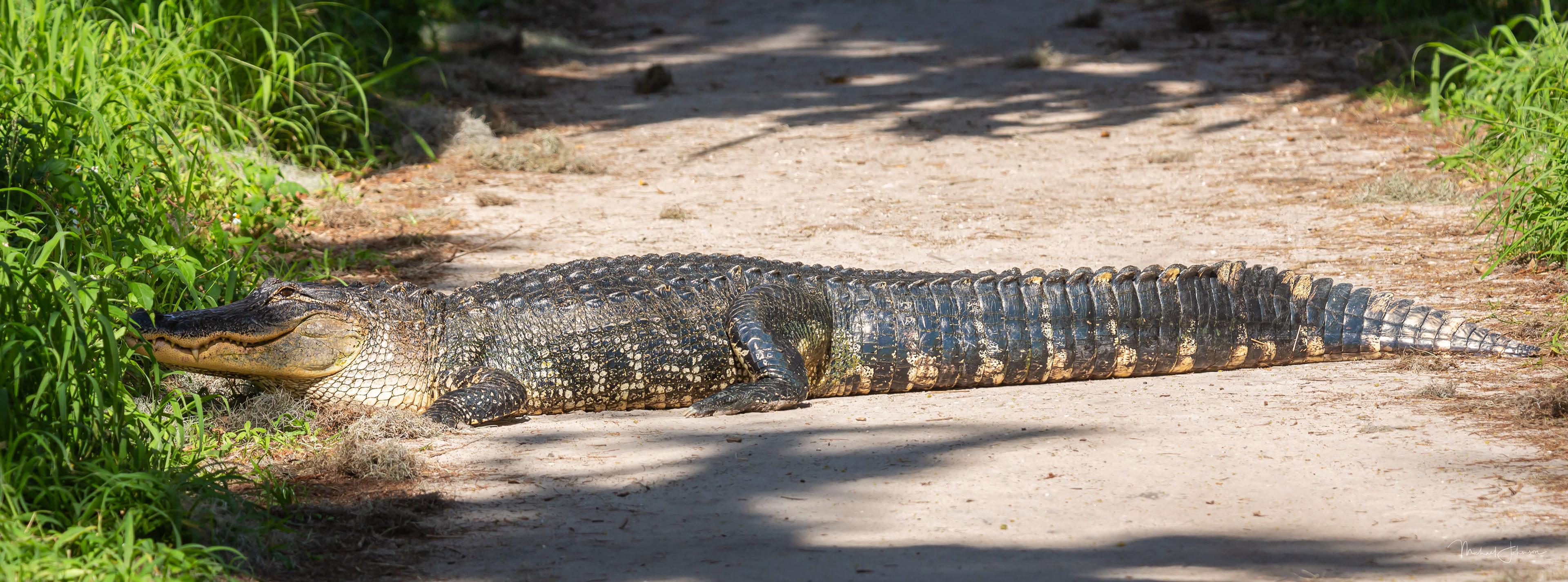 American Alligator