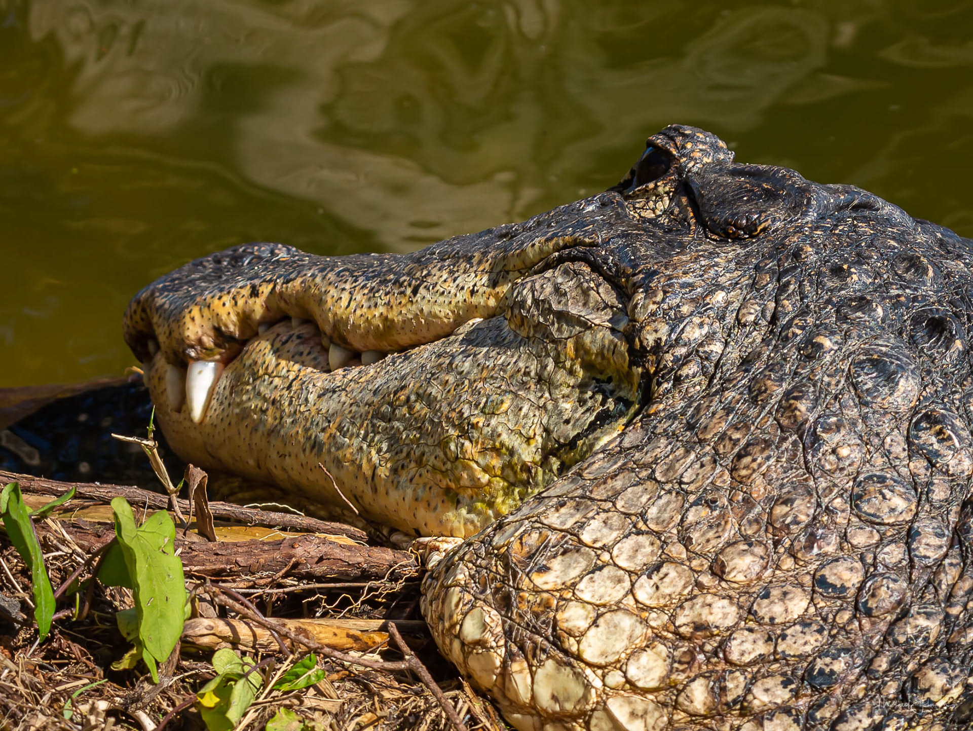 American Alligator