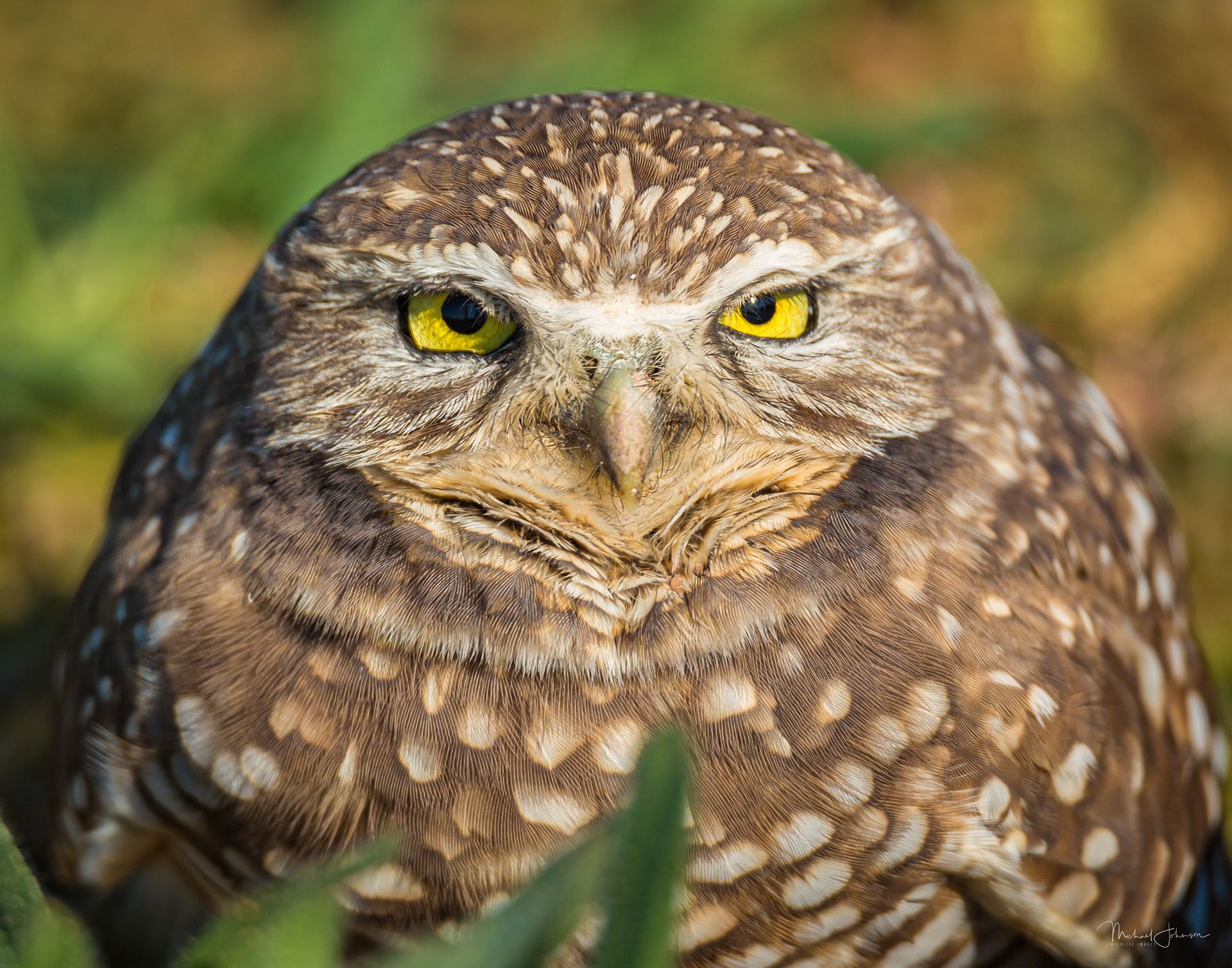 Burrowing Owl