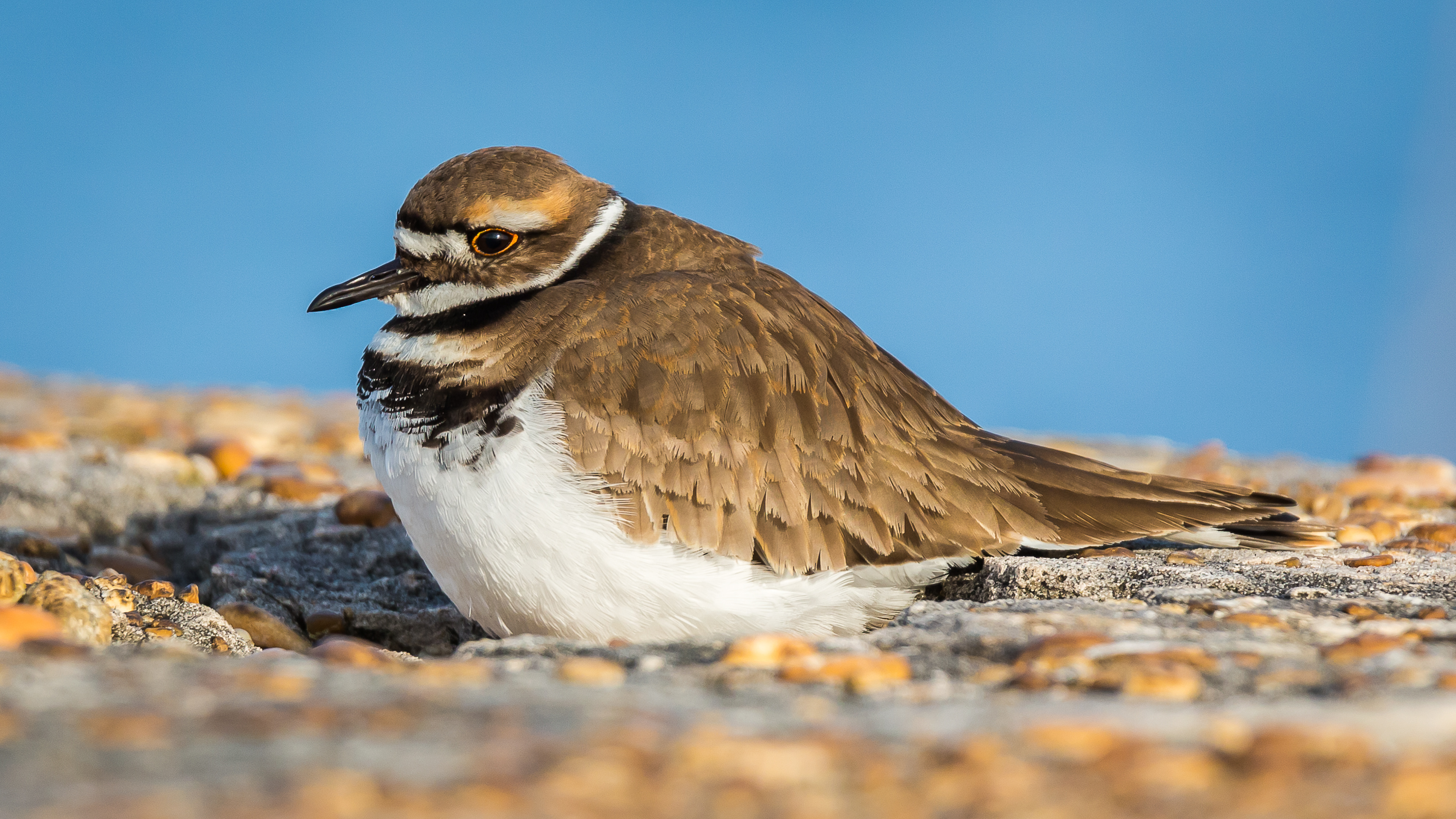 Killdeer