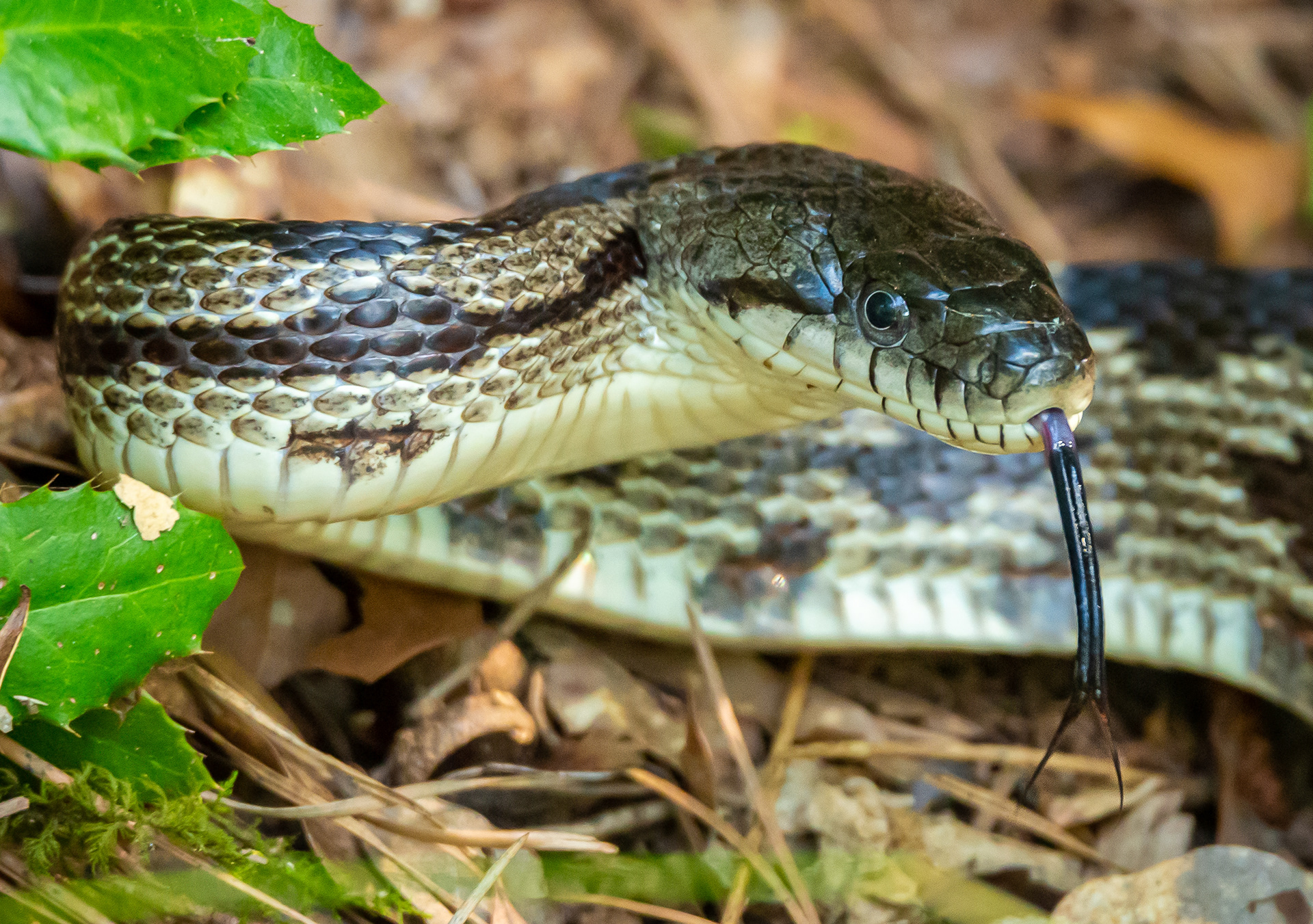 Pinesnake