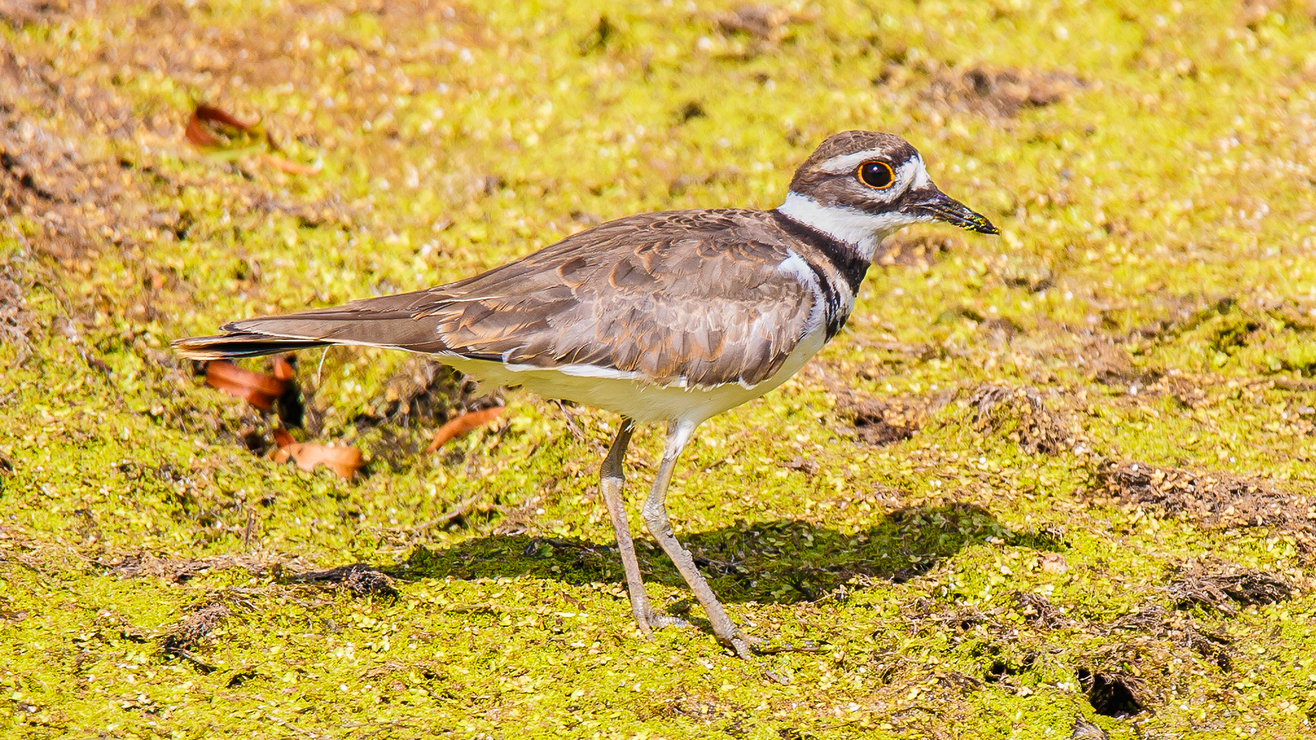 Killdeer