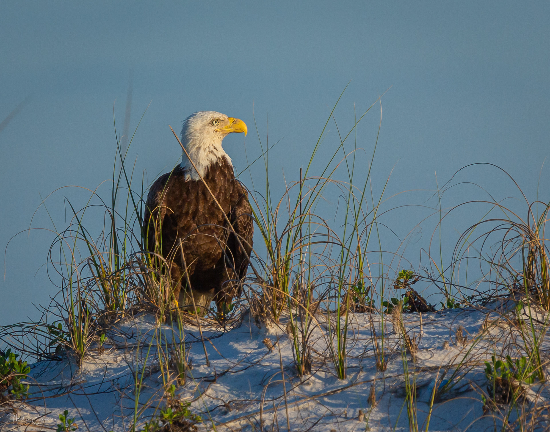 Bald Eagle