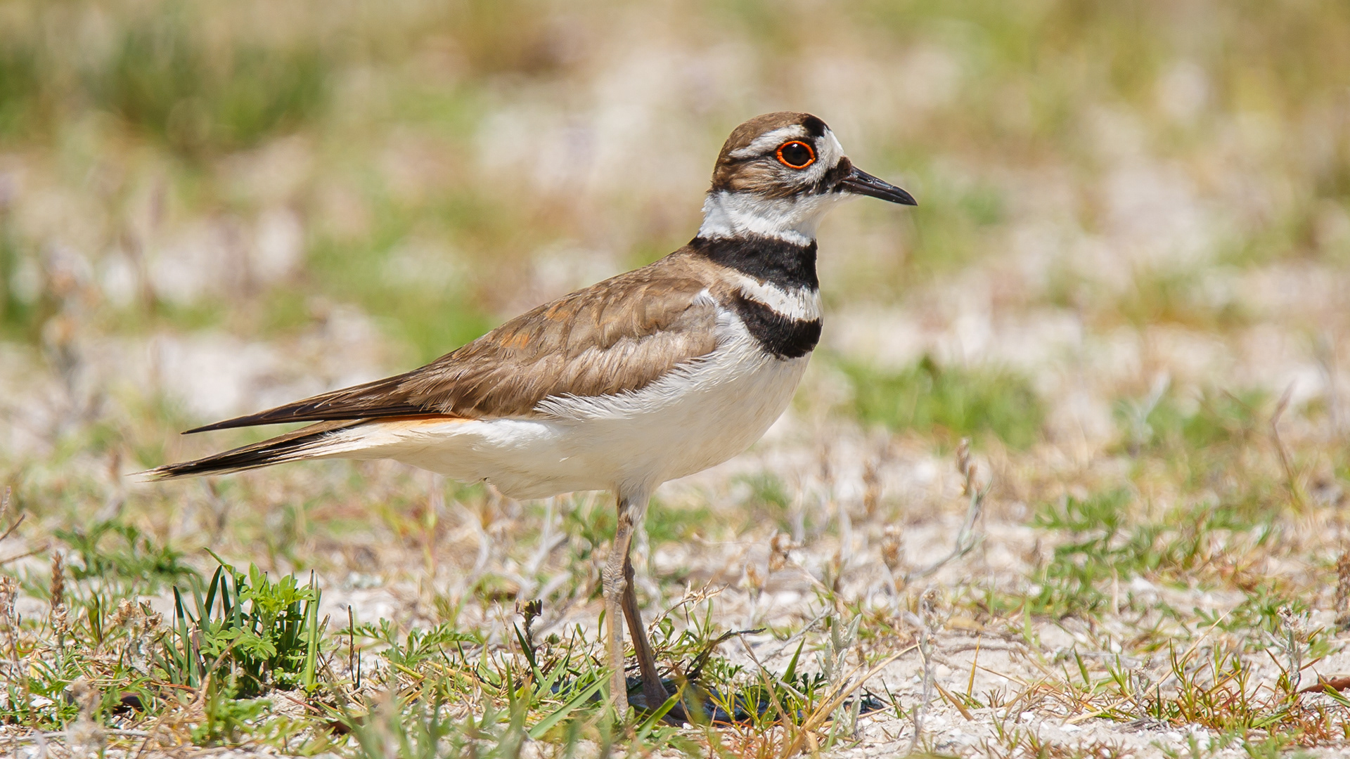 Michael Johnson - SANDPIPER-LIKE BIRDS