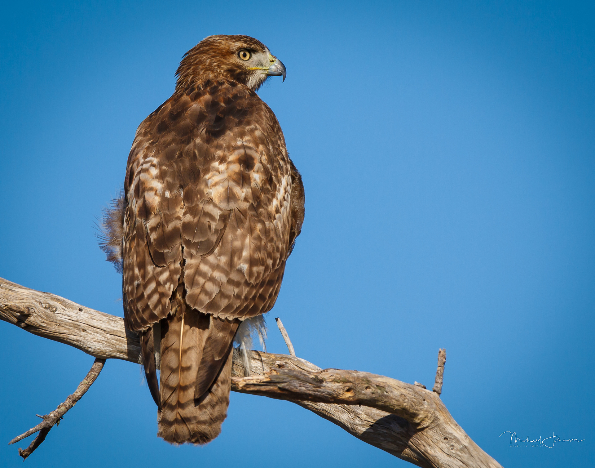 Red-tailed Hawk