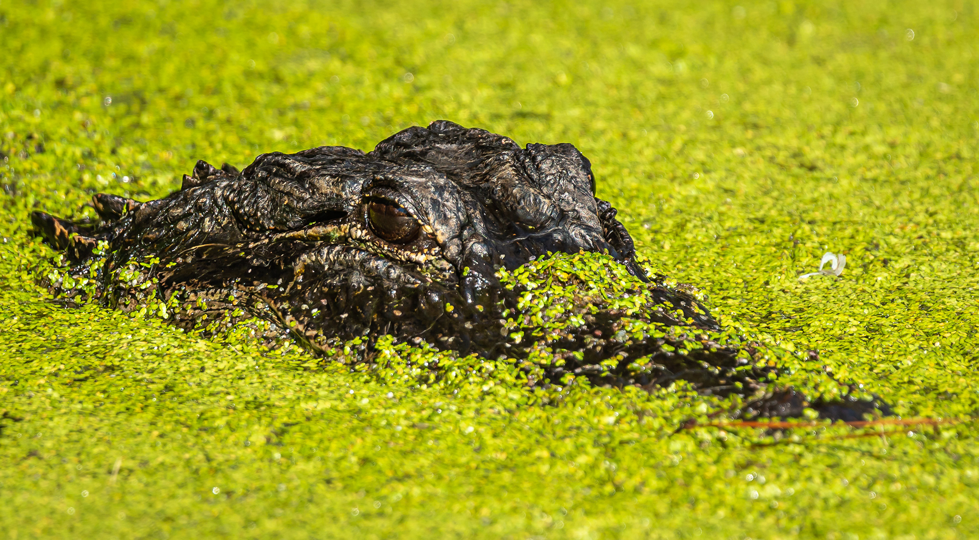 American Alligator